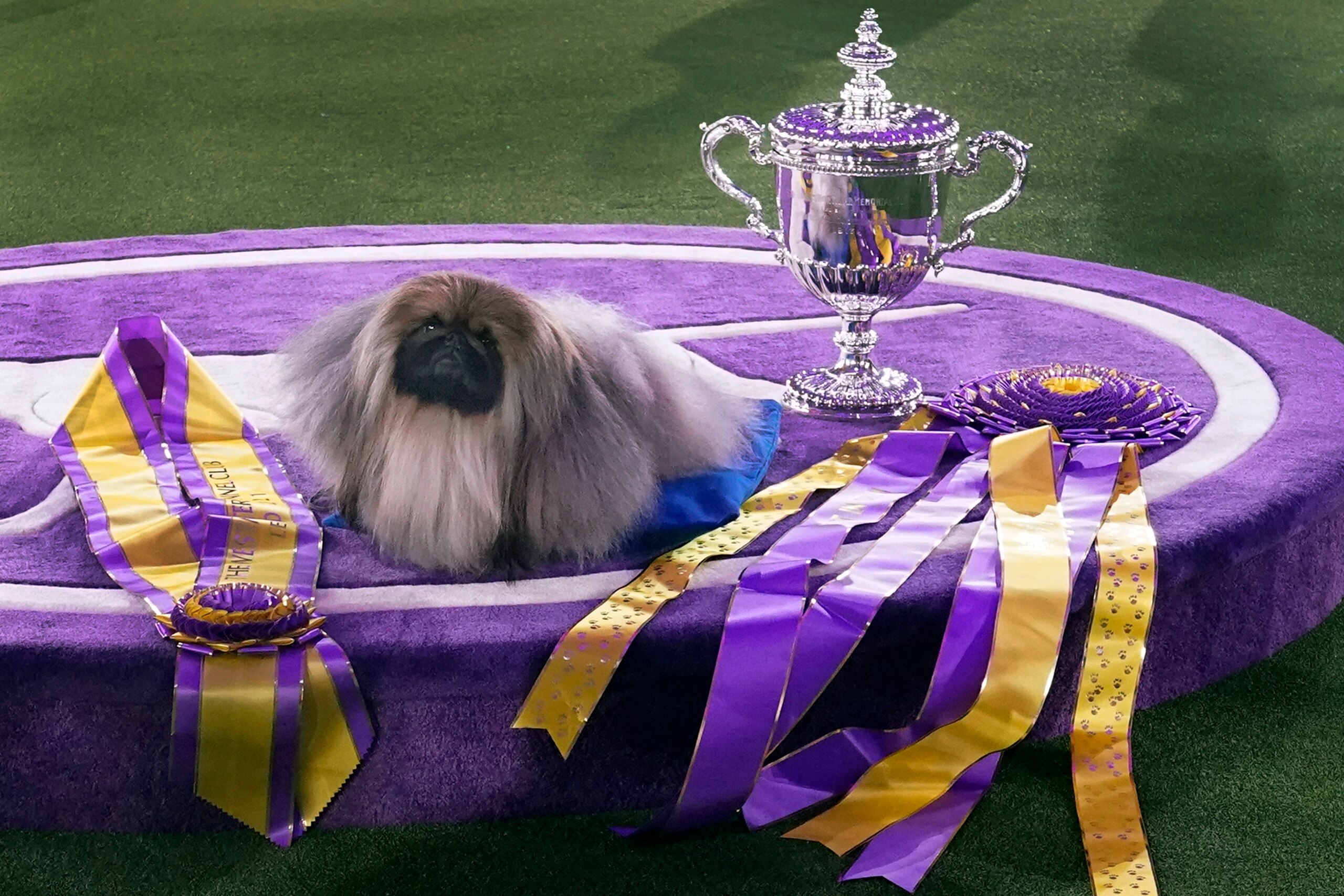 Wasabi, a Pekingese, rests on the winner's podium with its trophy and ribbons after winning Best in Show at the Westminster Kennel Club dog show, Sunday, June 13, 2021, in Tarrytown, N.Y. (AP Photo/Kathy Willens)