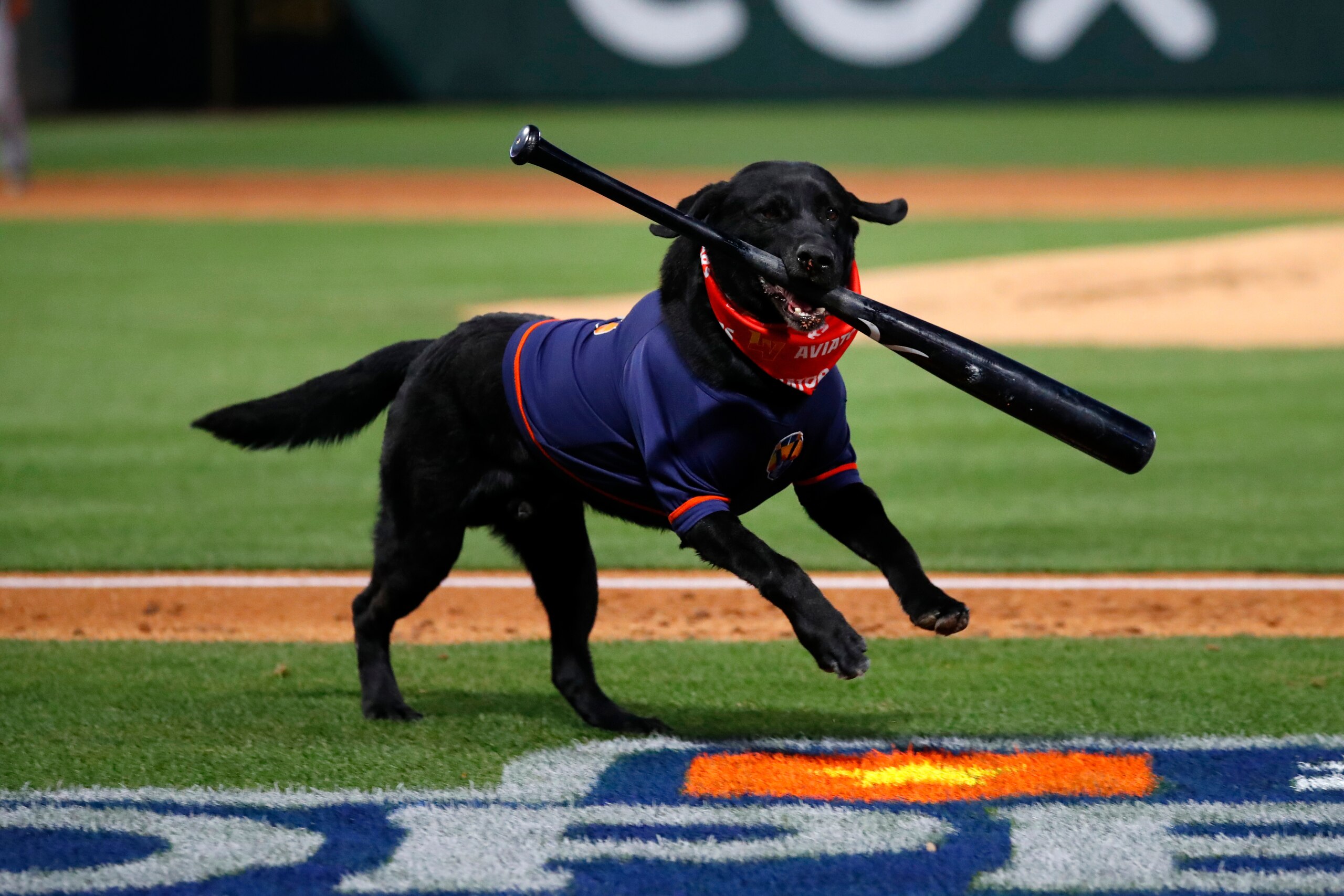 LAS VEGAS, NV - APRIL 05: Finn the bat-dog retrieves a bat during opening night of a Triple-A Minor League Baseball game between the Reno Aces and the Las Vegas Aviators on April 5, 2022 at the Las Vegas Ballpark in Las Vegas, Nevada. (Photo by Jeff Speer/Icon Sportswire via Getty Images)