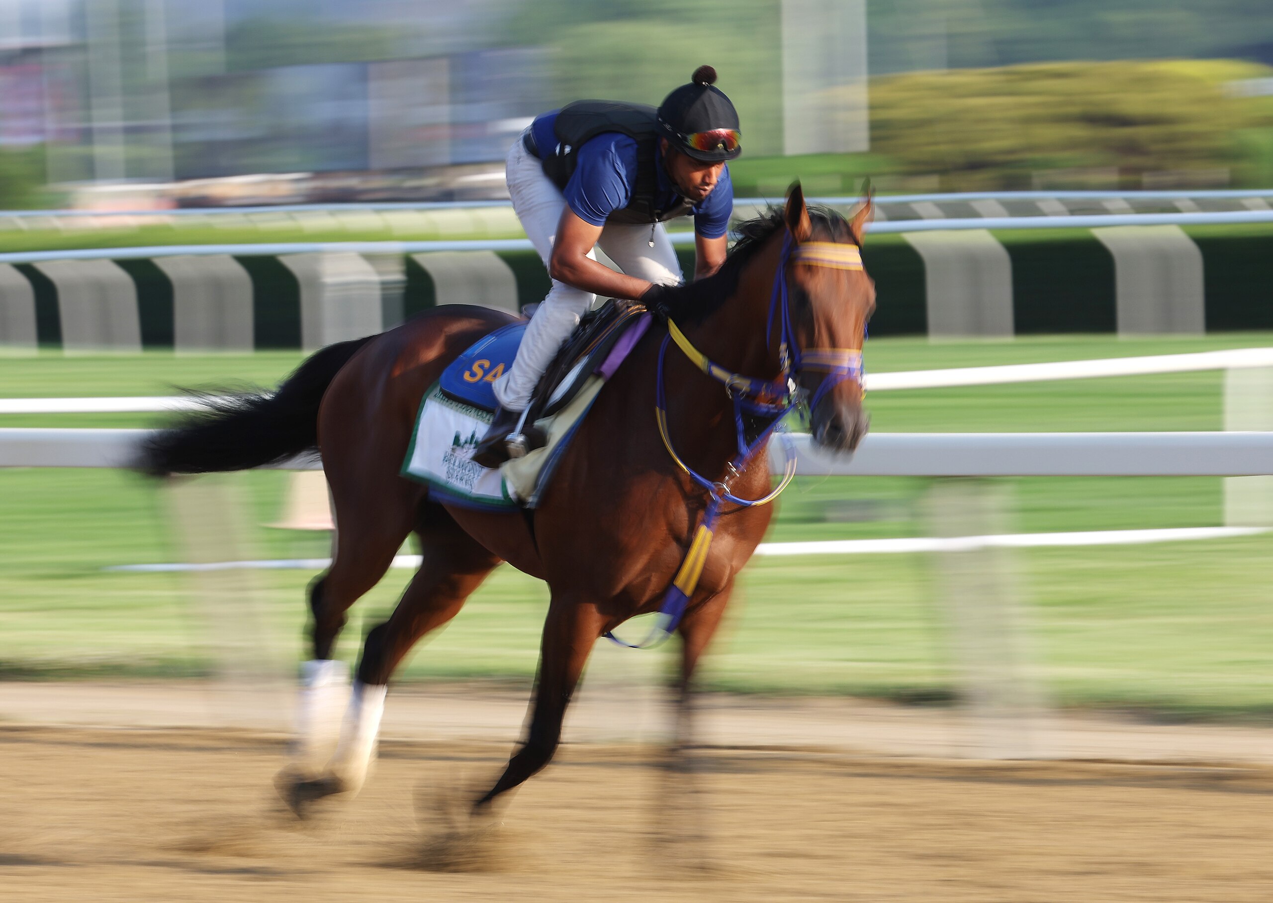 ELMONT, NEW YORK - JUNE 08:  Skippylongstocking gallops during a morning workout prior to the 154th running of the Belmont Stakes at Belmont Park on June 08, 2022 in Elmont, New York. (Photo by Al Bello/Getty Images)