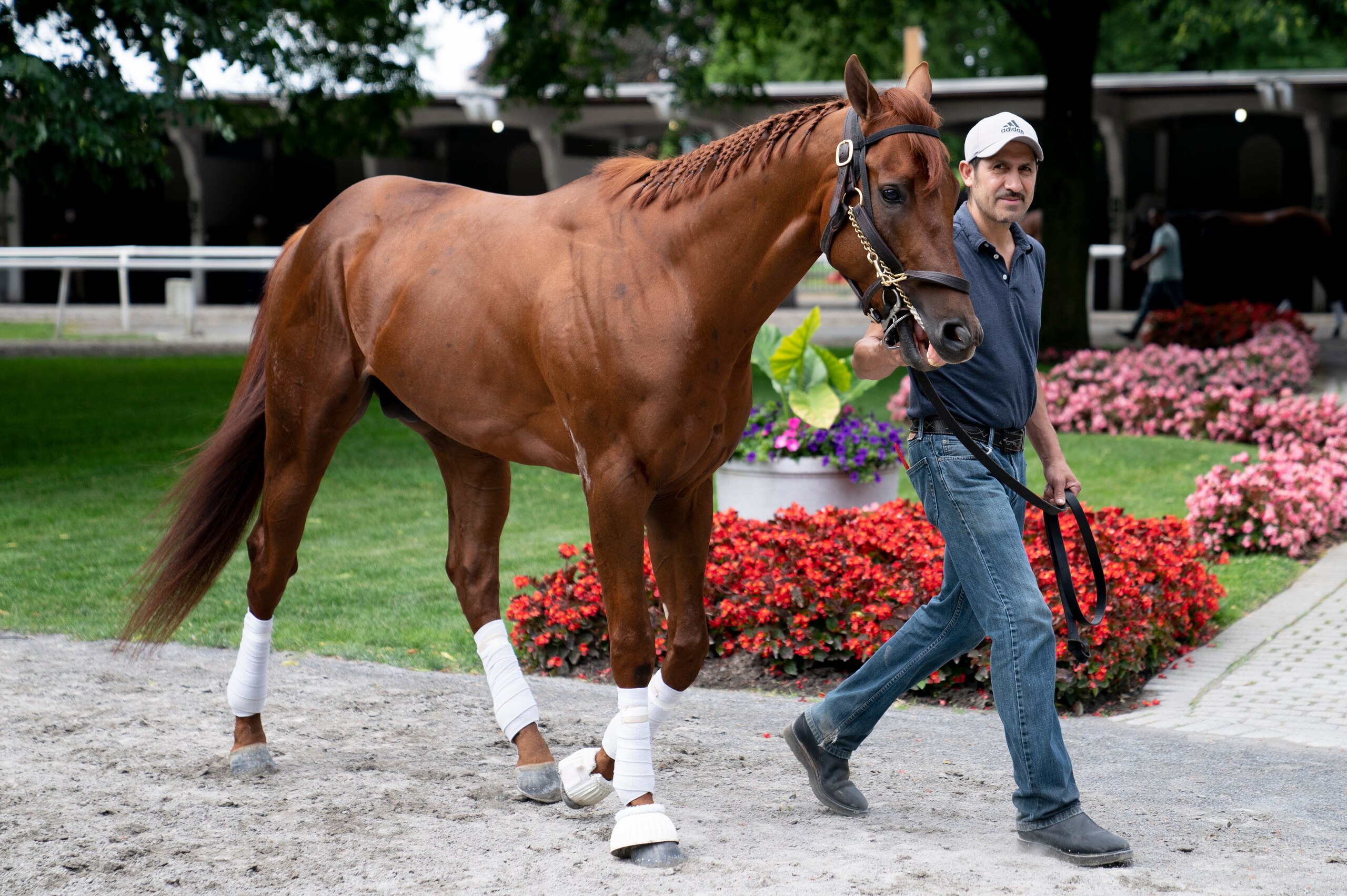 Golden Glider is schooled on the paddock before the 154th running of the Belmont Stakes horse race, Wednesday, June 8, 2022, in Elmont, N.Y. (AP Photo/John Minchillo)