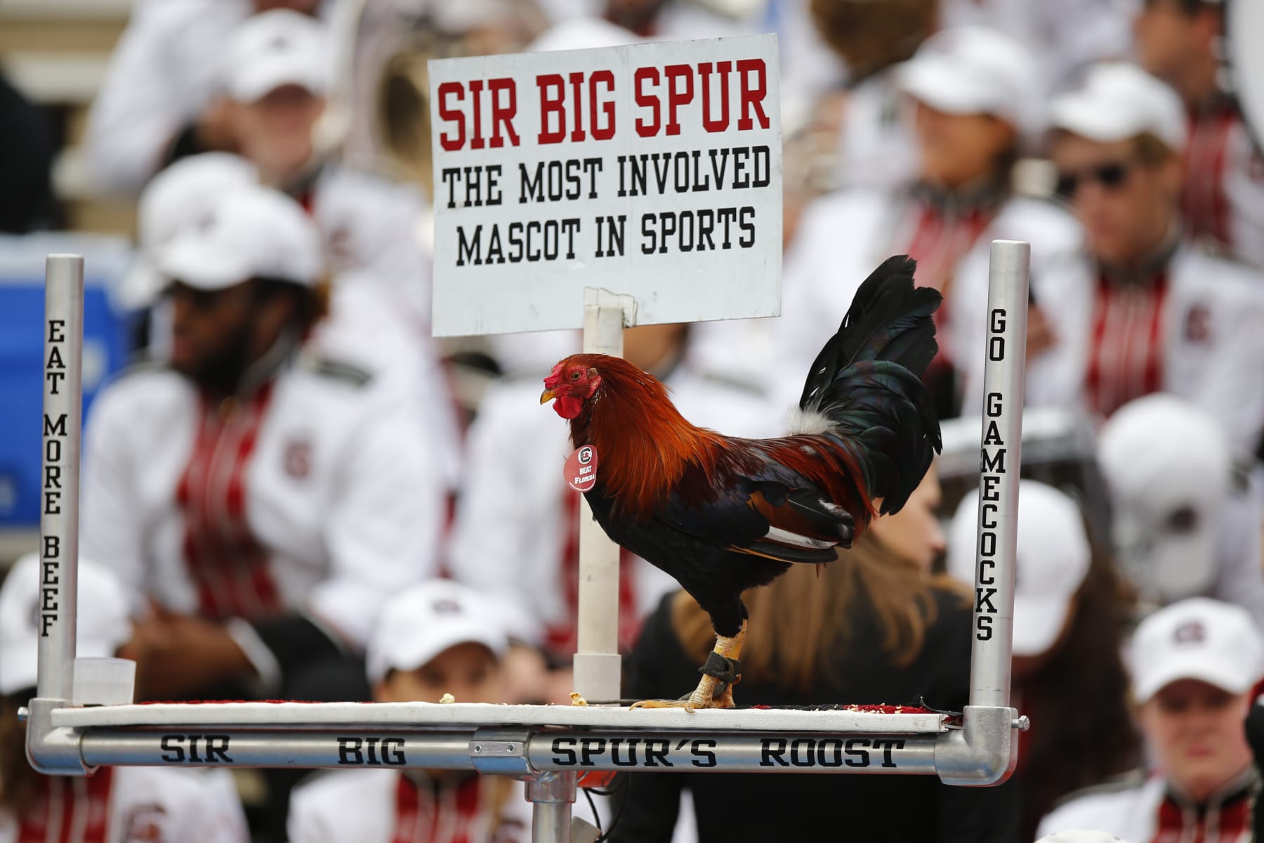 GAINESVILLE, FL - NOVEMBER 10: Sir Big Spur, the South Carolina Gamecocks mascot, during the game between the South Carolina Gamecocks and the Florida Gators on November 10, 2018 at Ben Hill Griffin Stadium at Florida Field in Gainesville, Fl. (Photo by David Rosenblum/Icon Sportswire via Getty Images)