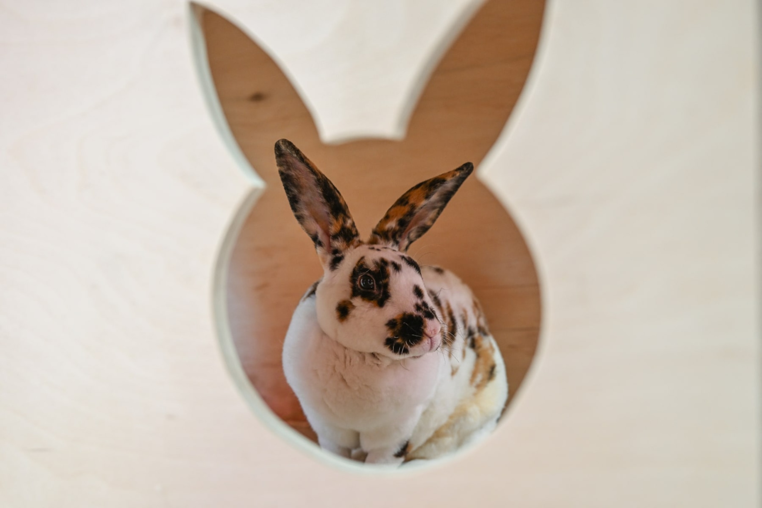 KRAKOW, POLAND - JULY 14: Rabbits are pictured as visitors enjoy a coffee inside the First Rabbit cafe in Europe in Krakow, Poland on July 14, 2022. The Bunny Cafe, opened by Natalia Orlinska, offers a delicious variety of vegan food and coffee and behind a pink fence, an area of 100 square meters, is a rabbit sanctuary. 12 rabbits are living in the Bunny cafe and visitors can have the chance to enjoy and play with the rabbits under certain rules to protect them from stress and harm. Natalia, opened the business as she advocates for animal safety and also promotes animal education to the visitors. (Photo by Omar Marques/Anadolu Agency via Getty Images)