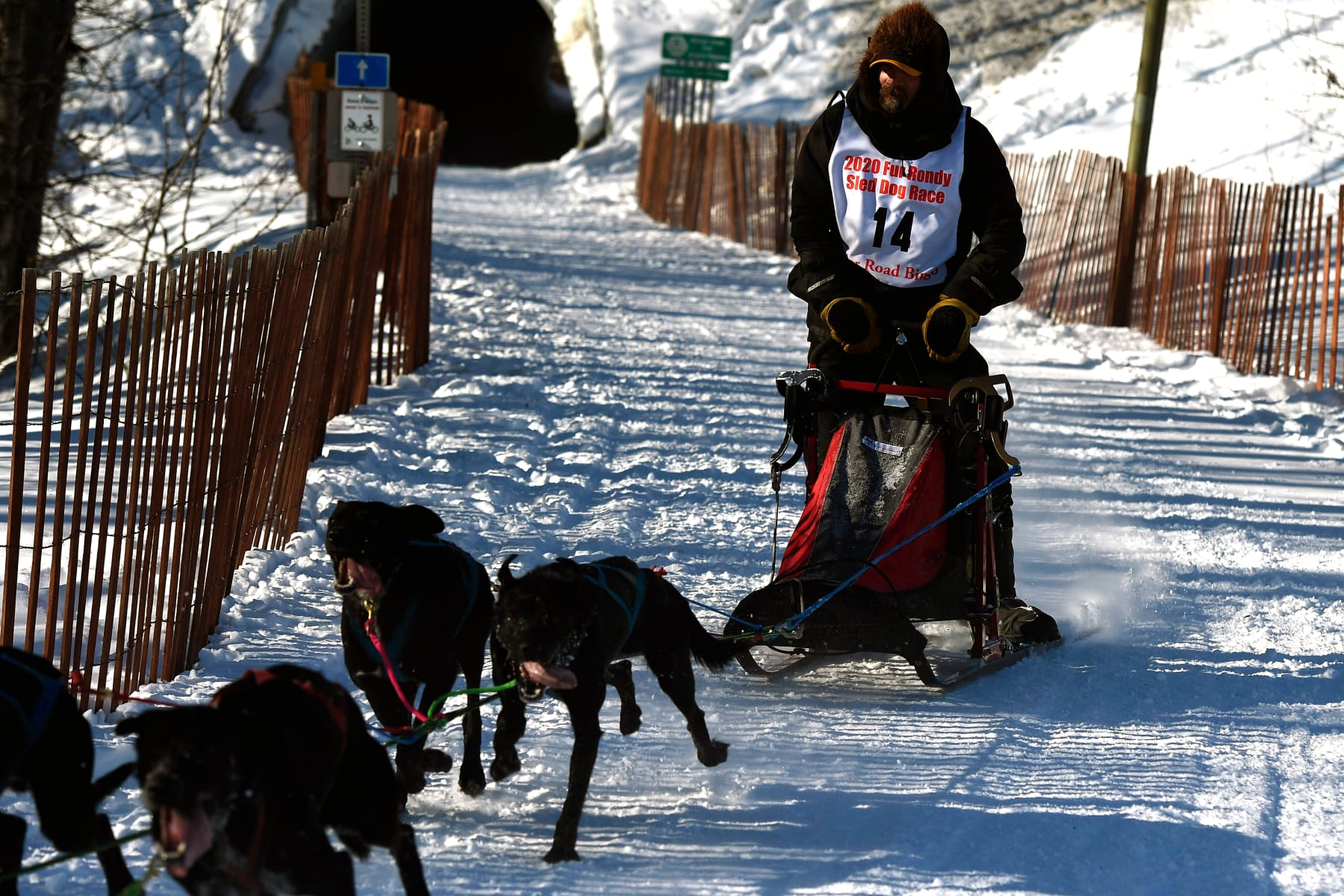 ANCHORAGE, AK - FEBRUARY 28: Lance Mackey (Fairbanks, AK) drives his team in the Open World Championship Sled Dog Races during the Fur Rendezvous on February 28, 2020 in Anchorage, Alaska. (Photo by Lance King/Getty Images)