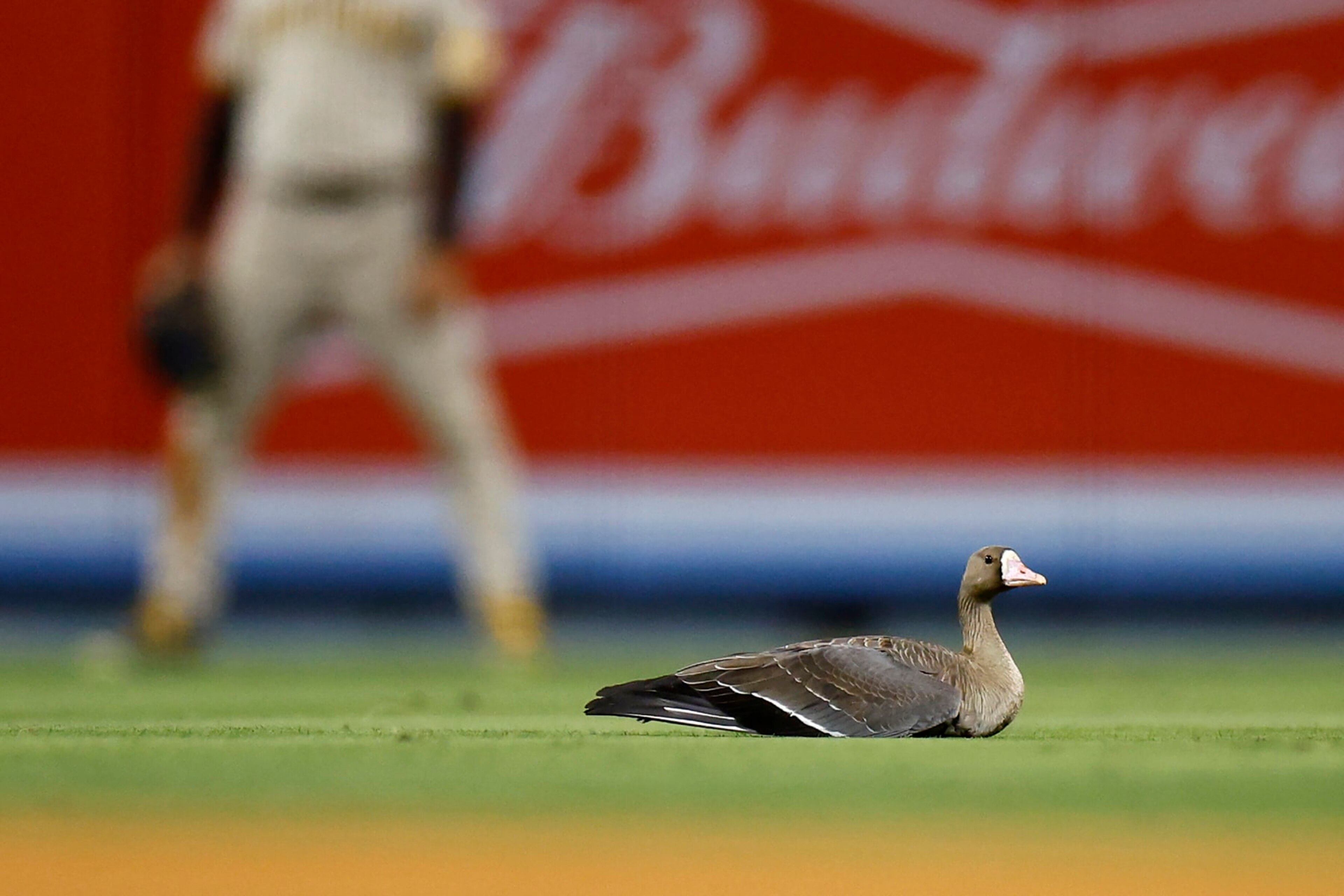 LOS ANGELES, CALIFORNIA - OCTOBER 12: A goose sits on the field during the eighth inning of game two of the National League Division Series between the Los Angeles Dodgers and San Diego Padres at Dodger Stadium on October 12, 2022 in Los Angeles, California. (Photo by Ronald Martinez/Getty Images)