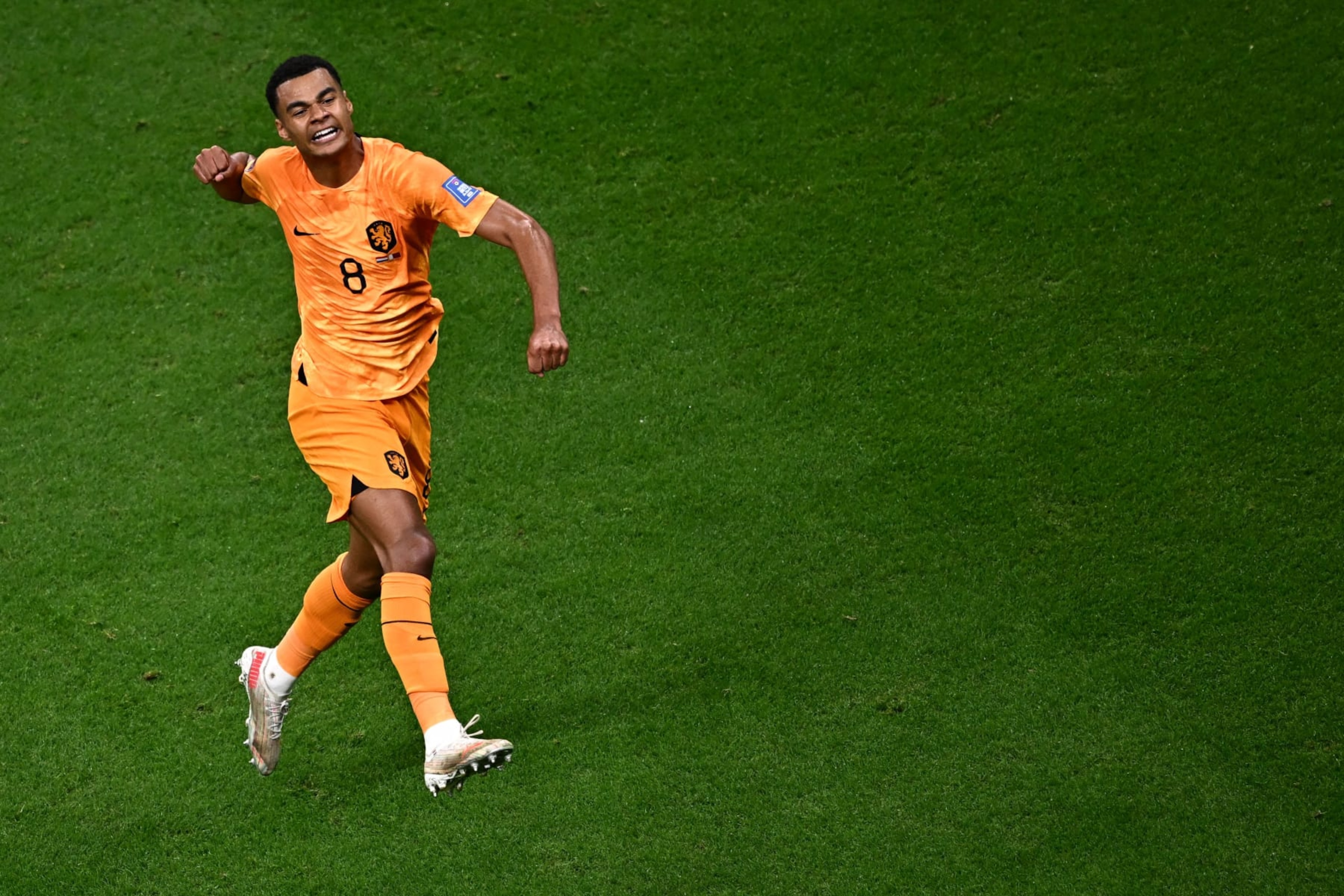 Netherlands' forward #08 Cody Gakpo celebrates scoring his team's first goal during the Qatar 2022 World Cup Group A football match between the Netherlands and Qatar at the Al-Bayt Stadium in Al Khor, north of Doha on November 29, 2022. (Photo by Anne-Christine POUJOULAT / AFP) (Photo by ANNE-CHRISTINE POUJOULAT/AFP via Getty Images) Netherlands' forward #08 Cody Gakpo celebrates scoring his team's first goal during the Qatar 2022 World Cup Group A football match between the Netherlands and Qatar at the Al-Bayt Stadium in Al Khor, north of Doha on November 29, 2022. (Photo by Anne-Christine POUJOULAT / AFP) (Photo by ANNE-CHRISTINE POUJOULAT/AFP via Getty Images)