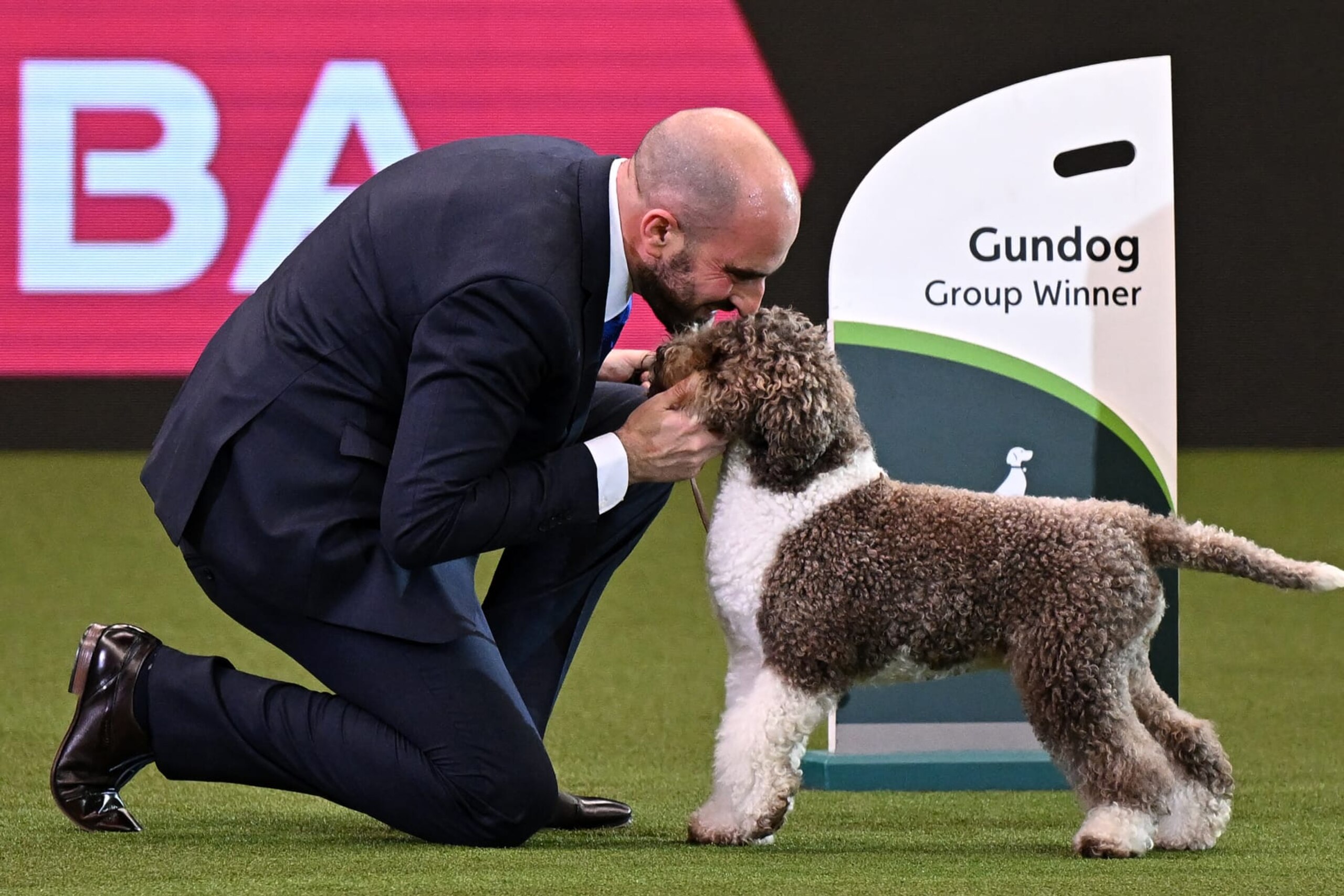 The Lagotto Romagnolo, "Orca" with handler Javier Gonzalez Mendikote react to their win in the Best in Show event on the final day of the Crufts dog show at the National Exhibition Centre in Birmingham, central England, on March 12, 2023. (Photo by Oli SCARFF / AFP) (Photo by OLI SCARFF/AFP via Getty Images)