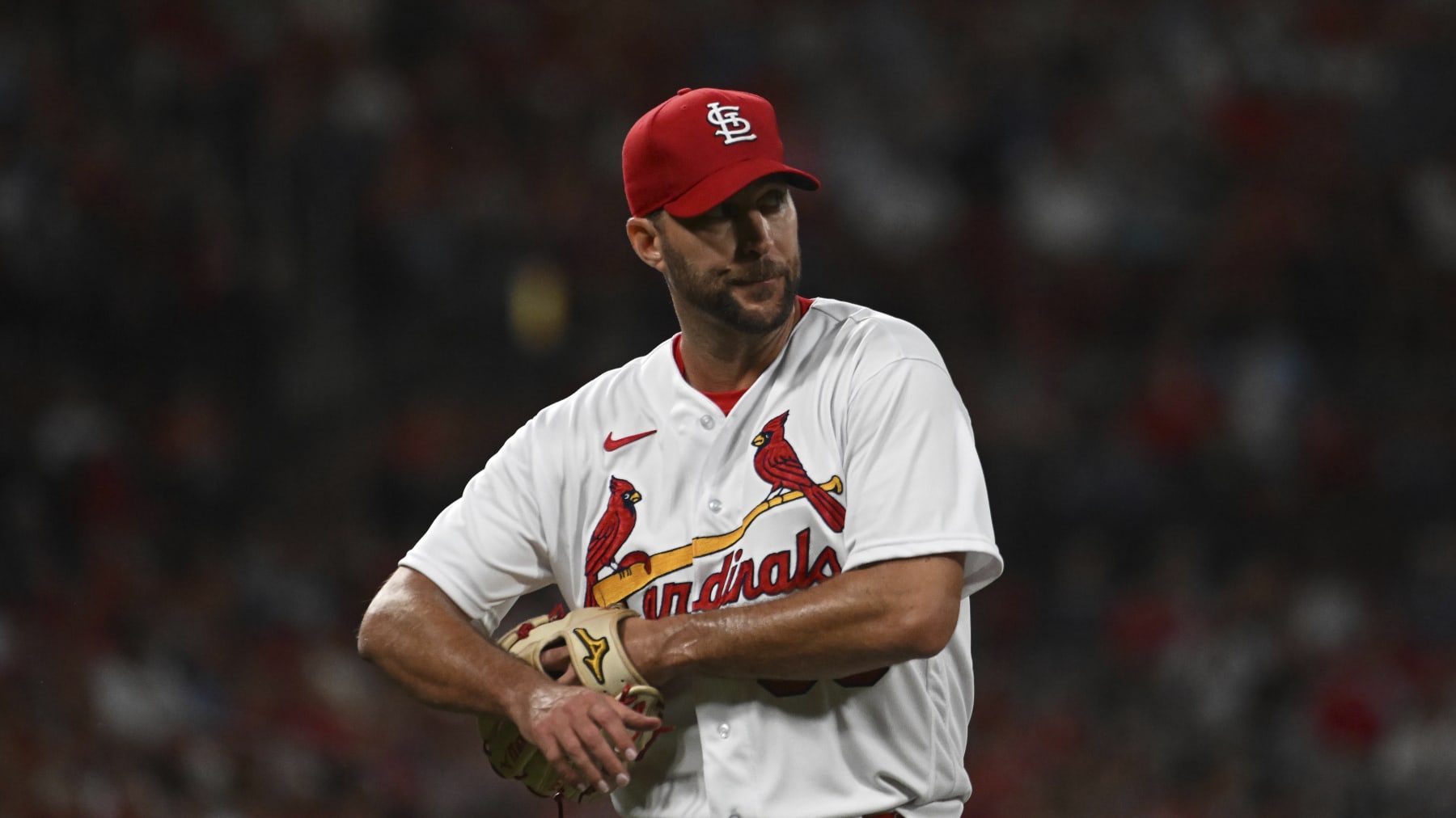 St. Louis Cardinals starting pitcher Adam Wainwright looks on in the second inning of a baseball game against the Milwaukee Brewers on Wednesday Sept. 14, 2022, in St. Louis. (AP Photo/Joe Puetz)