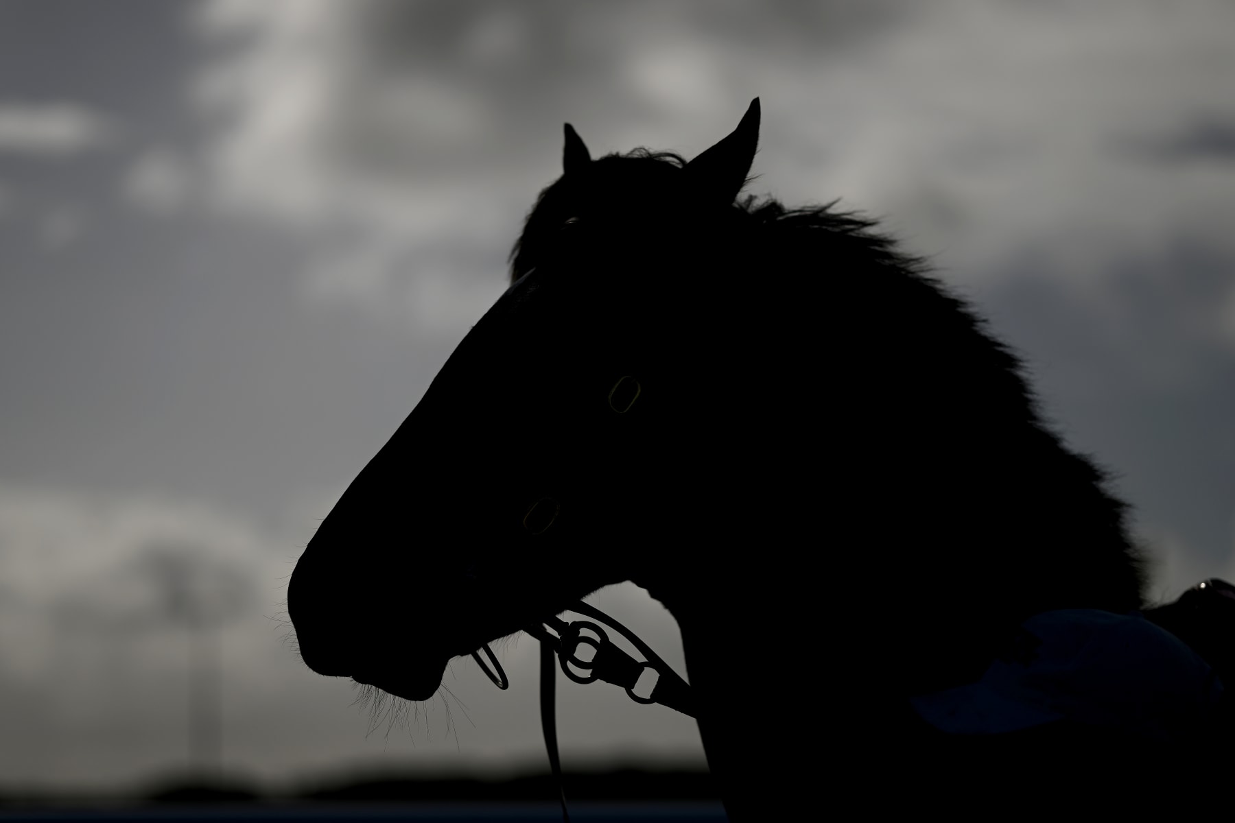 WARRNAMBOOL, AUSTRALIA - MAY 03: A silhouette of a horse walking towards the mounting yard during Galleywood Hurdle day at Warrnambool Racing Club on May 03, 2023 in Warrnambool, Australia. (Photo by Morgan Hancock/Getty Images)