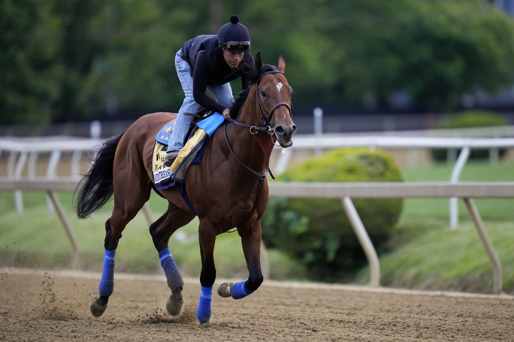 National Treasure prepares for the 2023 Preakness