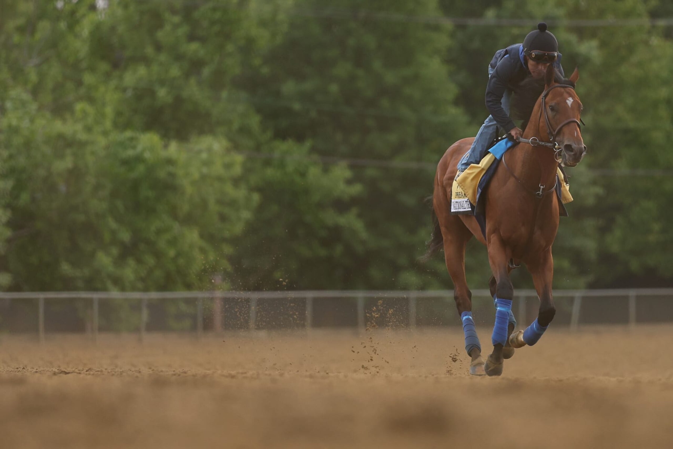 BALTIMORE, MARYLAND - MAY 19: National Treasure goes over the track during a training session ahead of the 148th Running of the Preakness Stakes at Pimlico Race Course on May 19, 2023 in Baltimore, Maryland. (Photo by Patrick Smith/Getty Images)