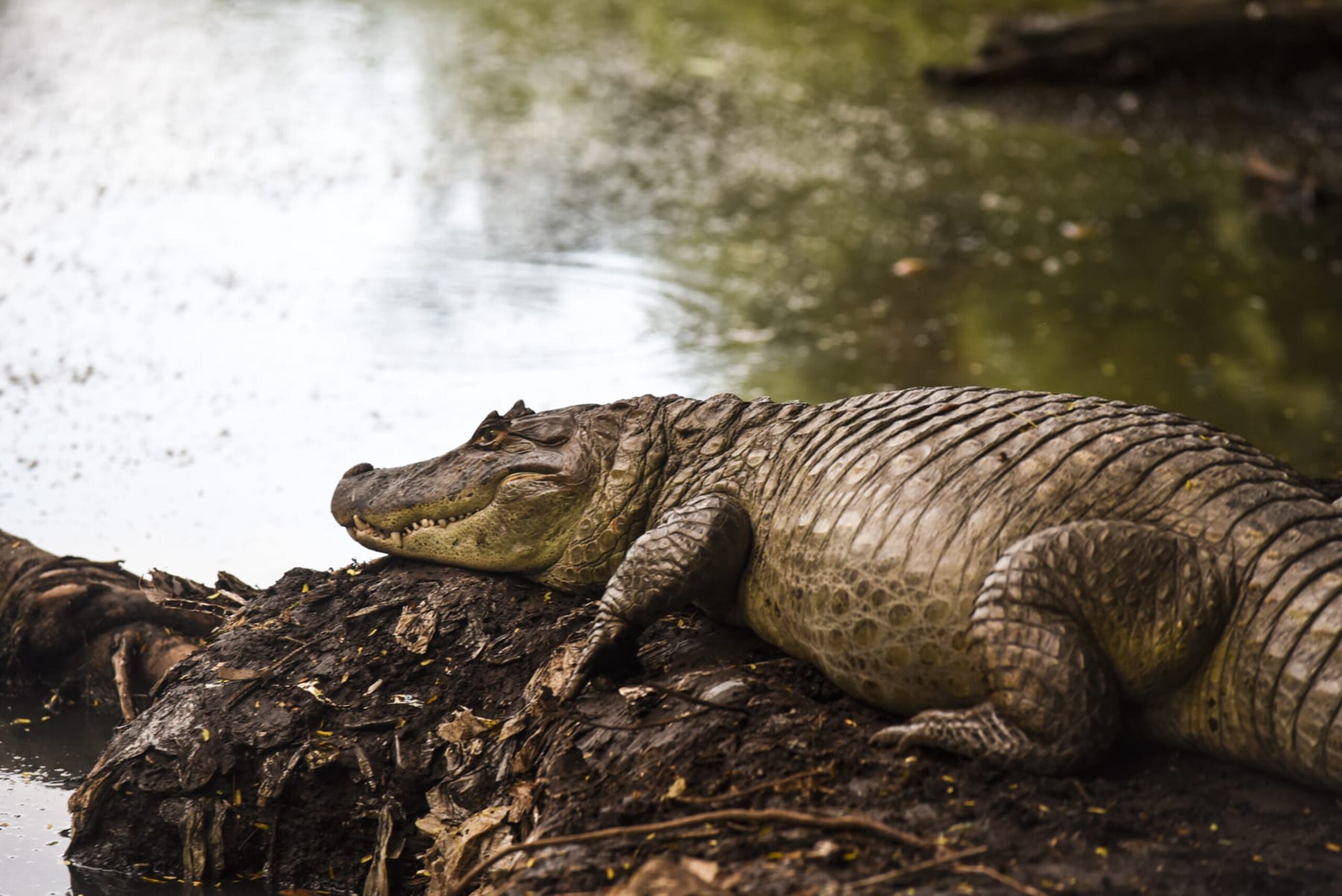 RIO DE JANEIRO, BRAZIL - MAY 21 : A view of an alligator next to a river in Rio de Janeiro, Brazil on May 21, 2023. Alligators live in the midst of pollution and domestic waste in rivers at the west of the city. International Biodiversity Day, that is celebrated on May 22, was established by the United Nations (UN) in 1992. Its main objective is to make the world's population aware of how important it is to preserve biodiversity. (Photo by Fabio Teixeira/Anadolu Agency via Getty Images)