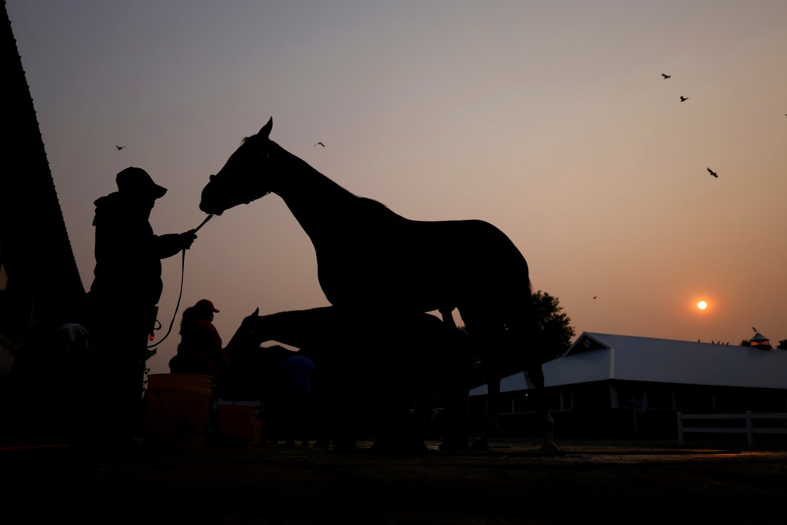 ELMONT, NEW YORK - JUNE 08:  A horse is bathed at sunrise outside it's barn prior to the 155th running of the Belmont Stakes at Belmont Park on June 08, 2023 in Elmont, New York.  All training and racing on the track were cancelled today due to the Canadian wildfires.  Air pollution alerts were issued across the United States due to smoke from wildfires that have been burning in Canada for weeks.  (Photo by Al Bello/Getty Images)