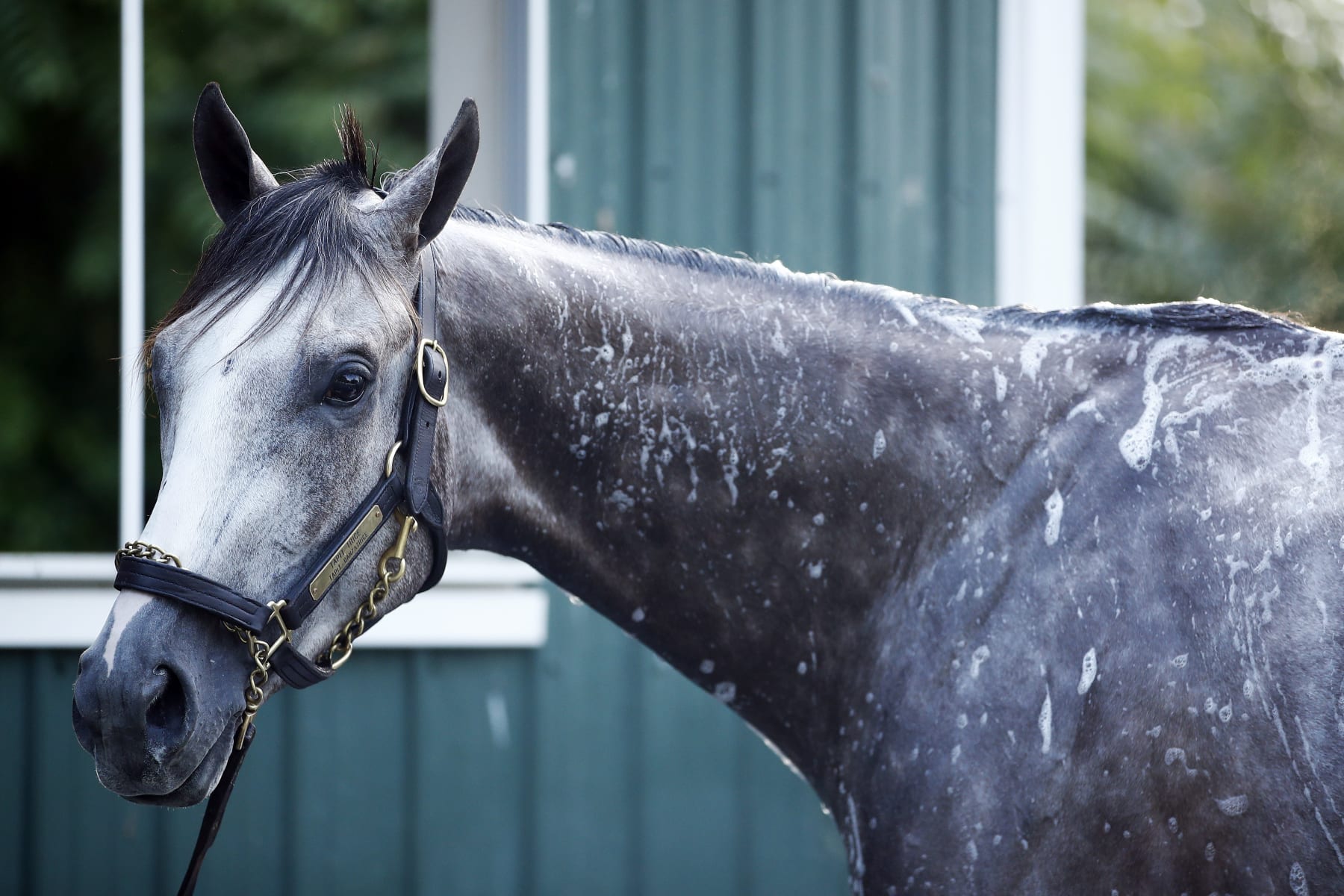 Tapit Trice