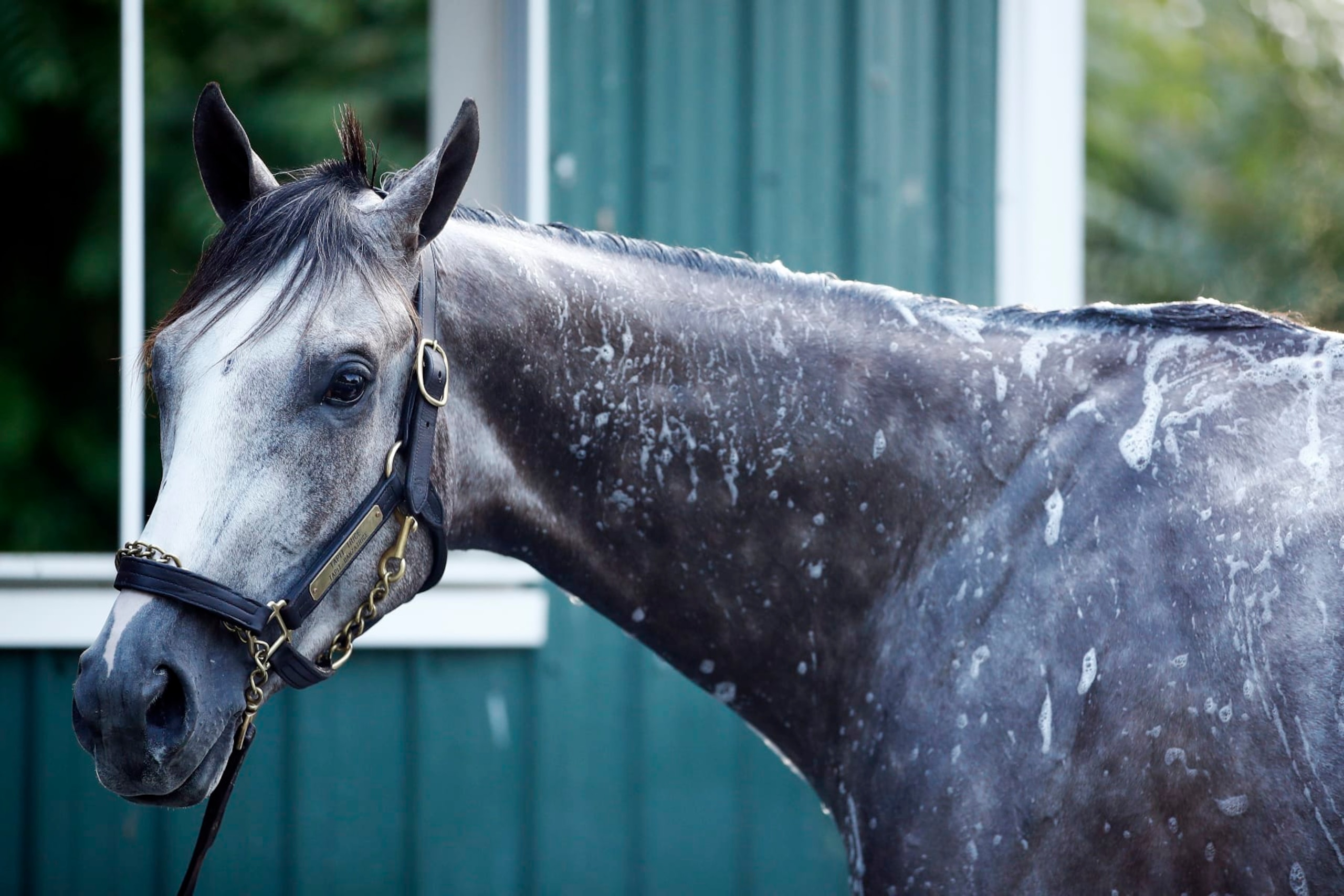 Tapit Trice