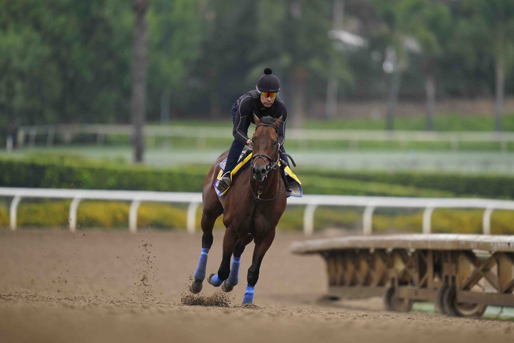 Arabian Knight trains ahead of the Breeders' Cup horse race at Santa Anita Park in Arcadia, Calif., Friday, Oct. 27, 2023. Post positions are drawn and odds are set for the 14 races in the 40th edition of the Breeders' Cup this week at Santa Anita. (AP Photo/Jae C. Hong)