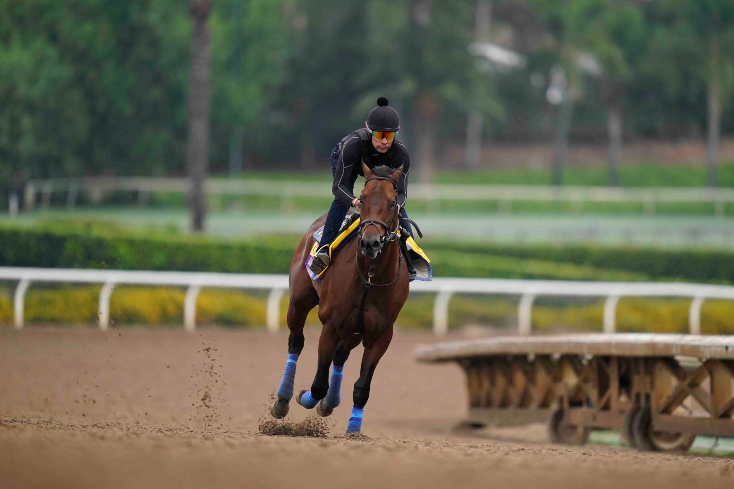 Arabian Knight trains ahead of the Breeders' Cup horse race at Santa Anita Park in Arcadia, Calif., Friday, Oct. 27, 2023. Post positions are drawn and odds are set for the 14 races in the 40th edition of the Breeders' Cup this week at Santa Anita. (AP Photo/Jae C. Hong)