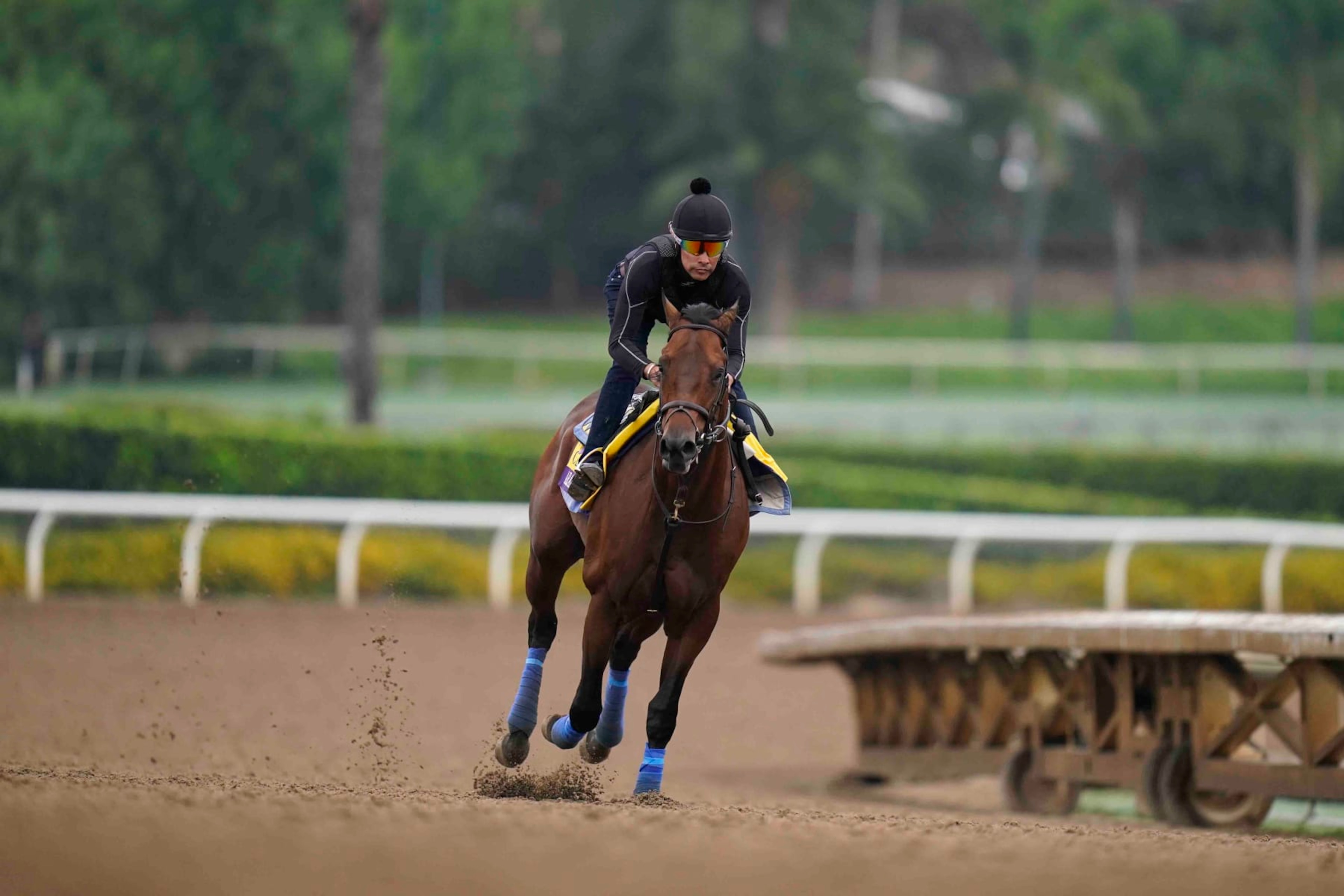 Arabian Knight trains ahead of the Breeders' Cup horse race at Santa Anita Park in Arcadia, Calif., Friday, Oct. 27, 2023. Post positions are drawn and odds are set for the 14 races in the 40th edition of the Breeders' Cup this week at Santa Anita. (AP Photo/Jae C. Hong)