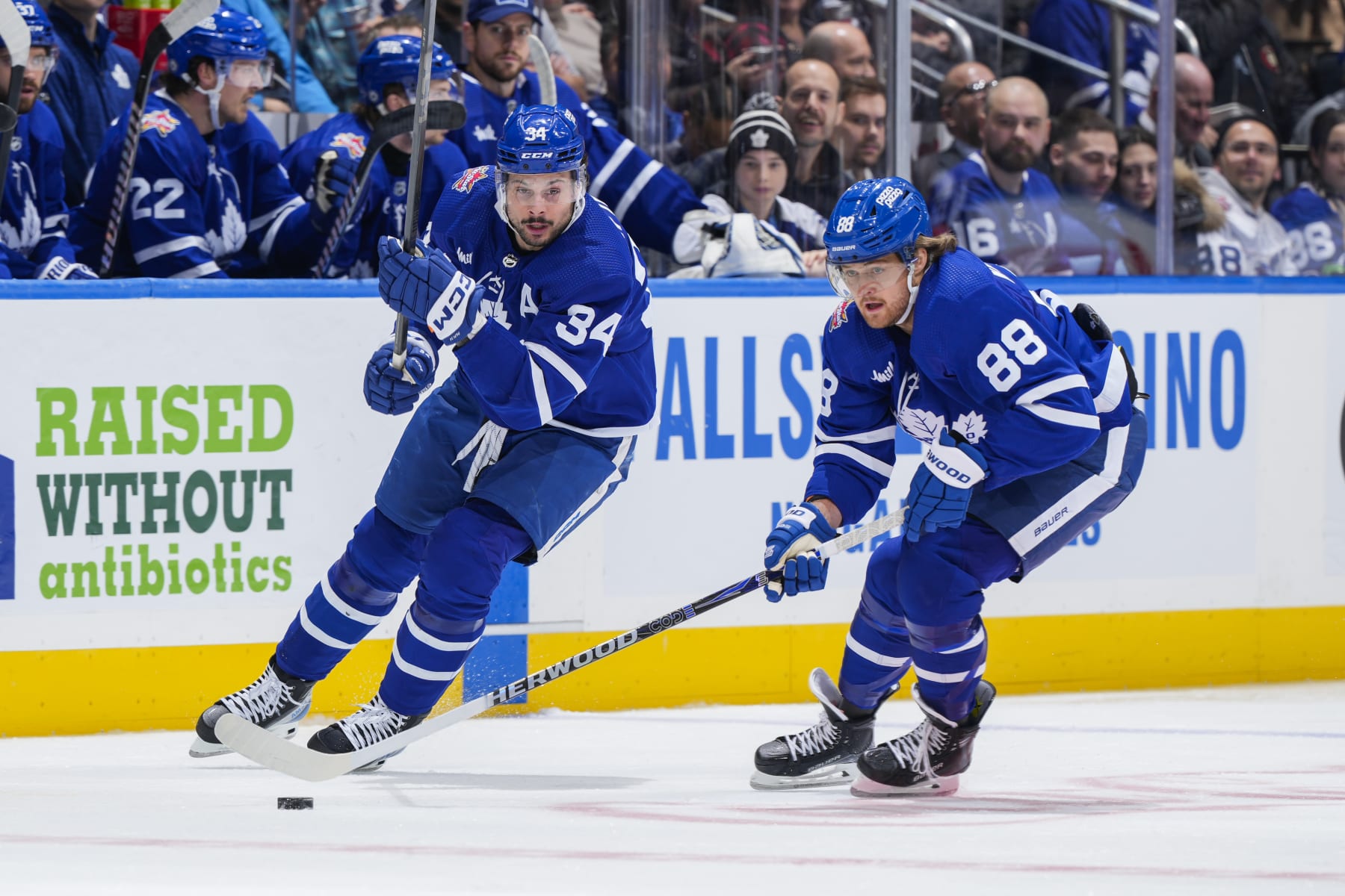 TORONTO, ON - JANUARY 14:  William Nylander #88 of the Toronto Maple Leafs plays the puck as teammate Auston Matthews #34 skates against the Detroit Red Wingsduring the first period at Scotiabank Arena on January 14, 2024 in Toronto, Ontario, Canada. (Photo by Mark Blinch/NHLI via Getty Images)