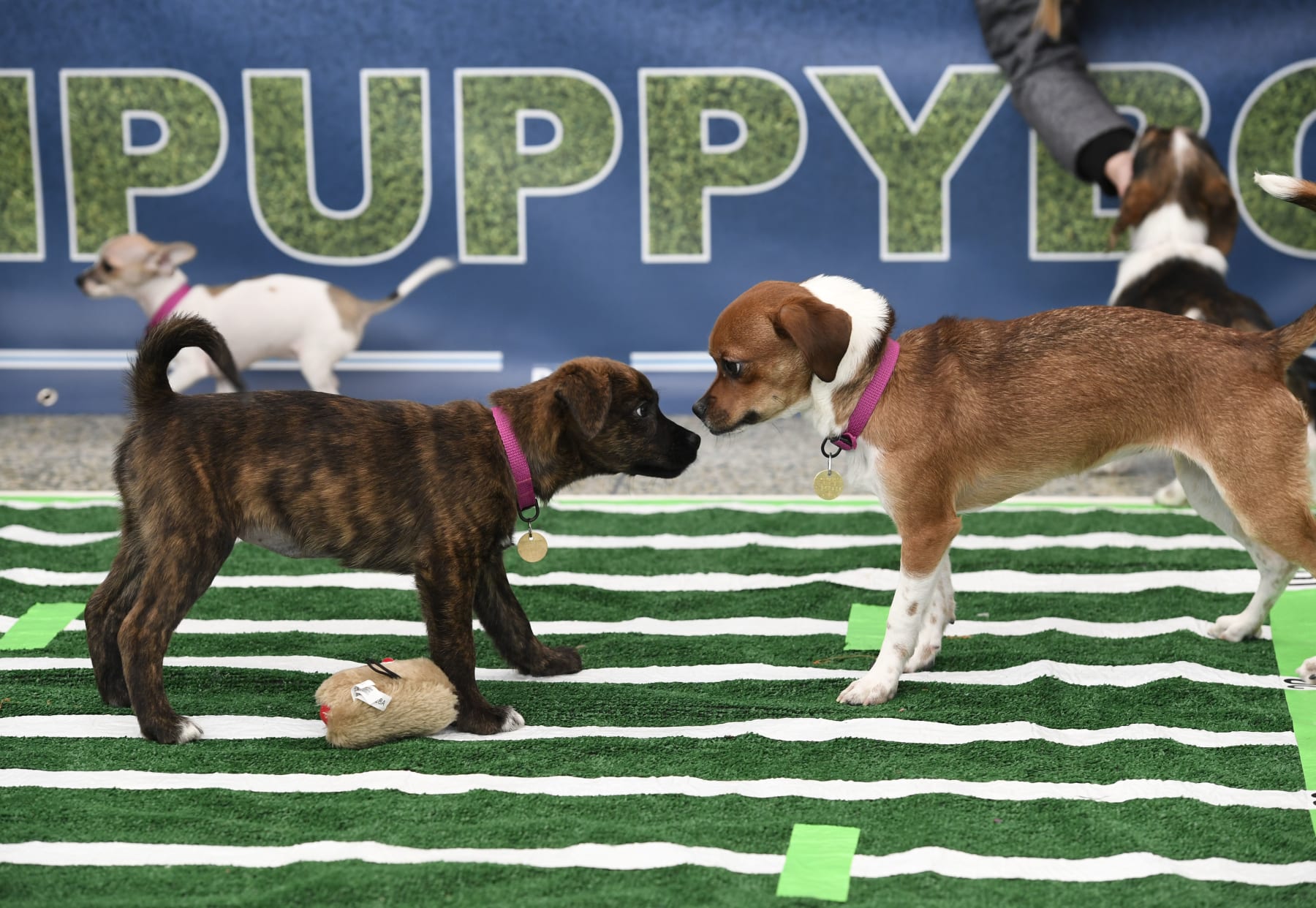 DENVER, CO - FEBRUARY 02: A couple of puppies face each other on the gridiron during the 3rd annual Denver Puppy Bowl at Denver International Airport February 02, 2018. The puppies are available for adoption at the Dumb Friends League Quebec Shelter Saturday starting at 10:00 a.m. on a first-come, first-served basis. (Photo by Andy Cross/The Denver Post via Getty Images)