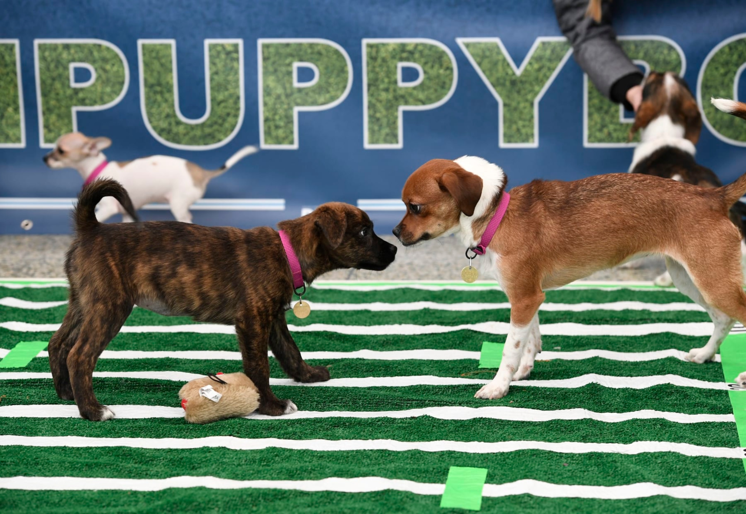 DENVER, CO - FEBRUARY 02: A couple of puppies face each other on the gridiron during the 3rd annual Denver Puppy Bowl at Denver International Airport February 02, 2018. The puppies are available for adoption at the Dumb Friends League Quebec Shelter Saturday starting at 10:00 a.m. on a first-come, first-served basis. (Photo by Andy Cross/The Denver Post via Getty Images)