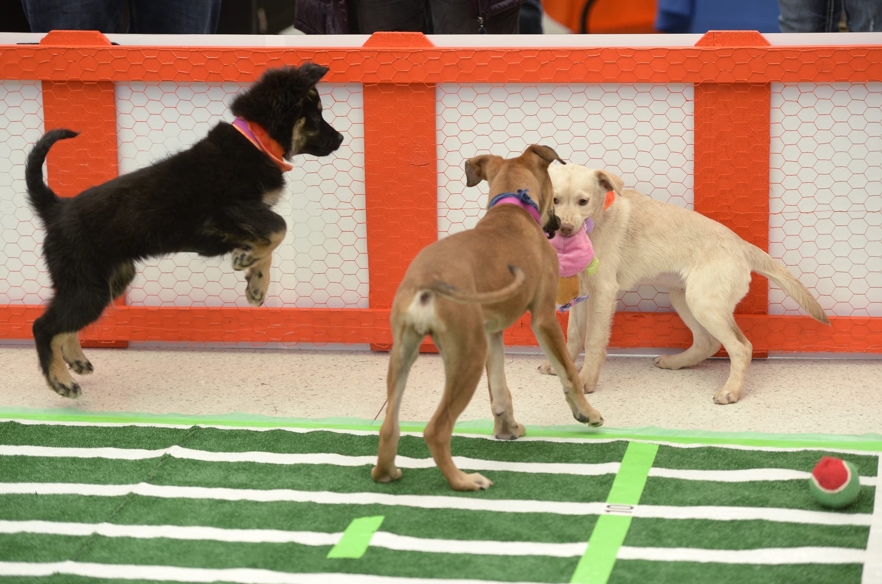 DENVER, CO - FEBRUARY 05:  The Denver International Airport hosted the DEN Puppy Bowl in the Jeppesen Terminal  on Friday, February 05, 2016. They invited puppies from the Denver Dumb Friends League to come down and frolic on a miniature football field set up in the center of the main terminal. The puppies drew employees, Broncos fans, and  travelers out to see the cuteness.  (Photo by Cyrus McCrimmon/ The Denver Post)