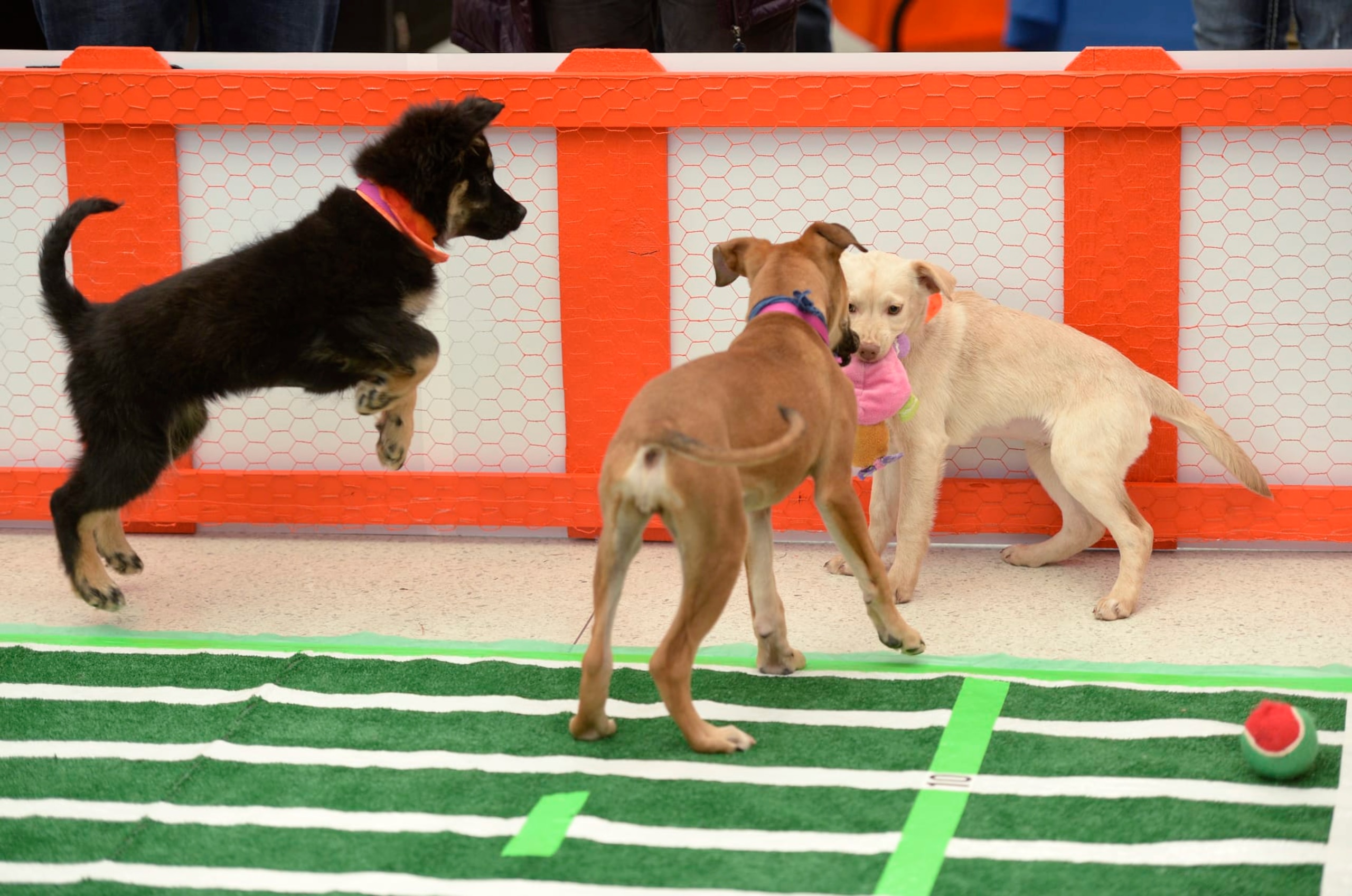 DENVER, CO - FEBRUARY 05:  The Denver International Airport hosted the DEN Puppy Bowl in the Jeppesen Terminal  on Friday, February 05, 2016. They invited puppies from the Denver Dumb Friends League to come down and frolic on a miniature football field set up in the center of the main terminal. The puppies drew employees, Broncos fans, and  travelers out to see the cuteness.  (Photo by Cyrus McCrimmon/ The Denver Post)