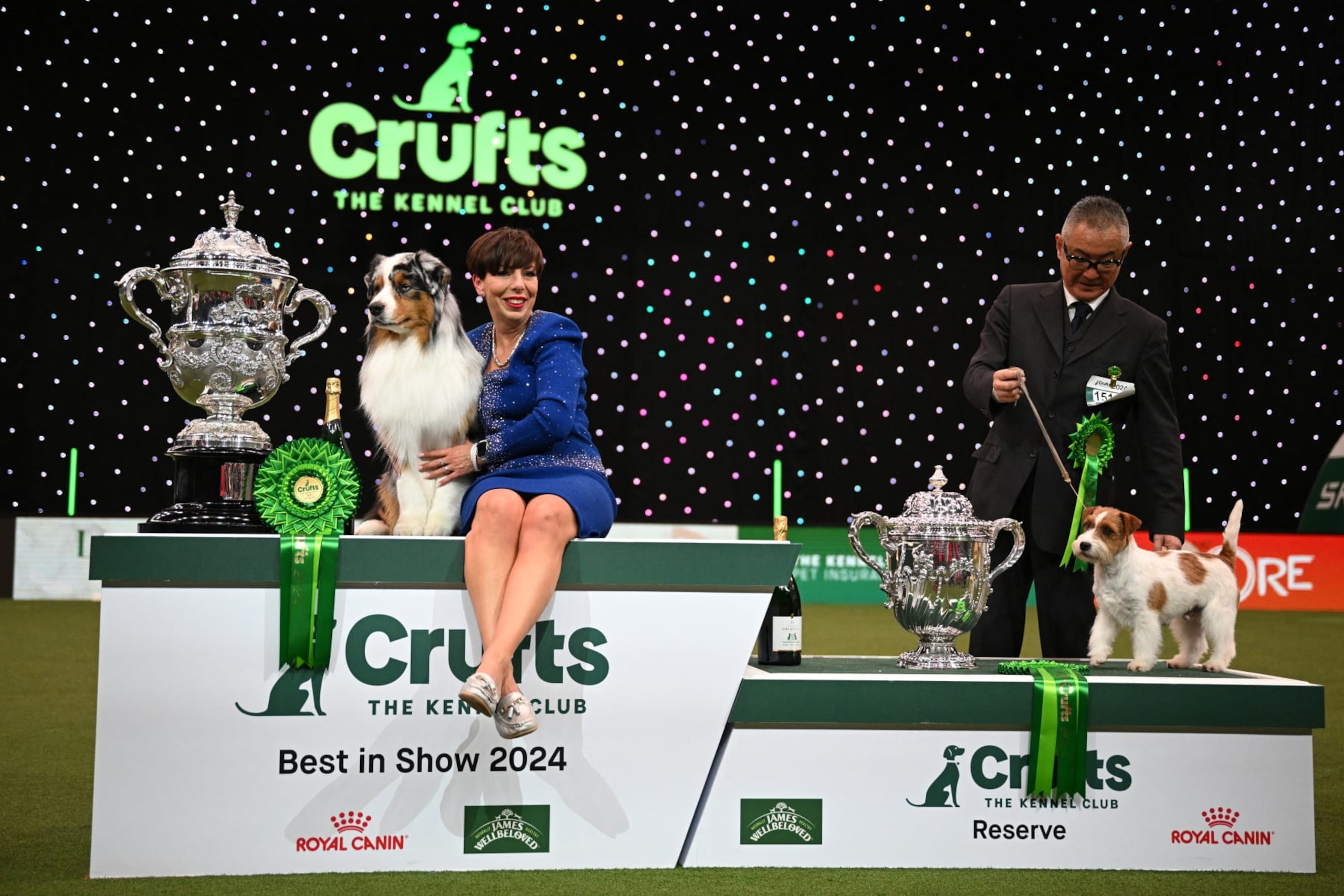Winner of Best in Show, the Australian Shepherd, "Viking" with handler Melanie Raymond and runner-up, the Jack Russell, "Zen" with handler Hiroshi Tsuyuki pose for photographs at the trophy presentation for the Best in Show event on the final day of the Crufts dog show at the National Exhibition Centre in Birmingham, central England, on March 10, 2024. (Photo by Oli SCARFF / AFP) (Photo by OLI SCARFF/AFP via Getty Images)