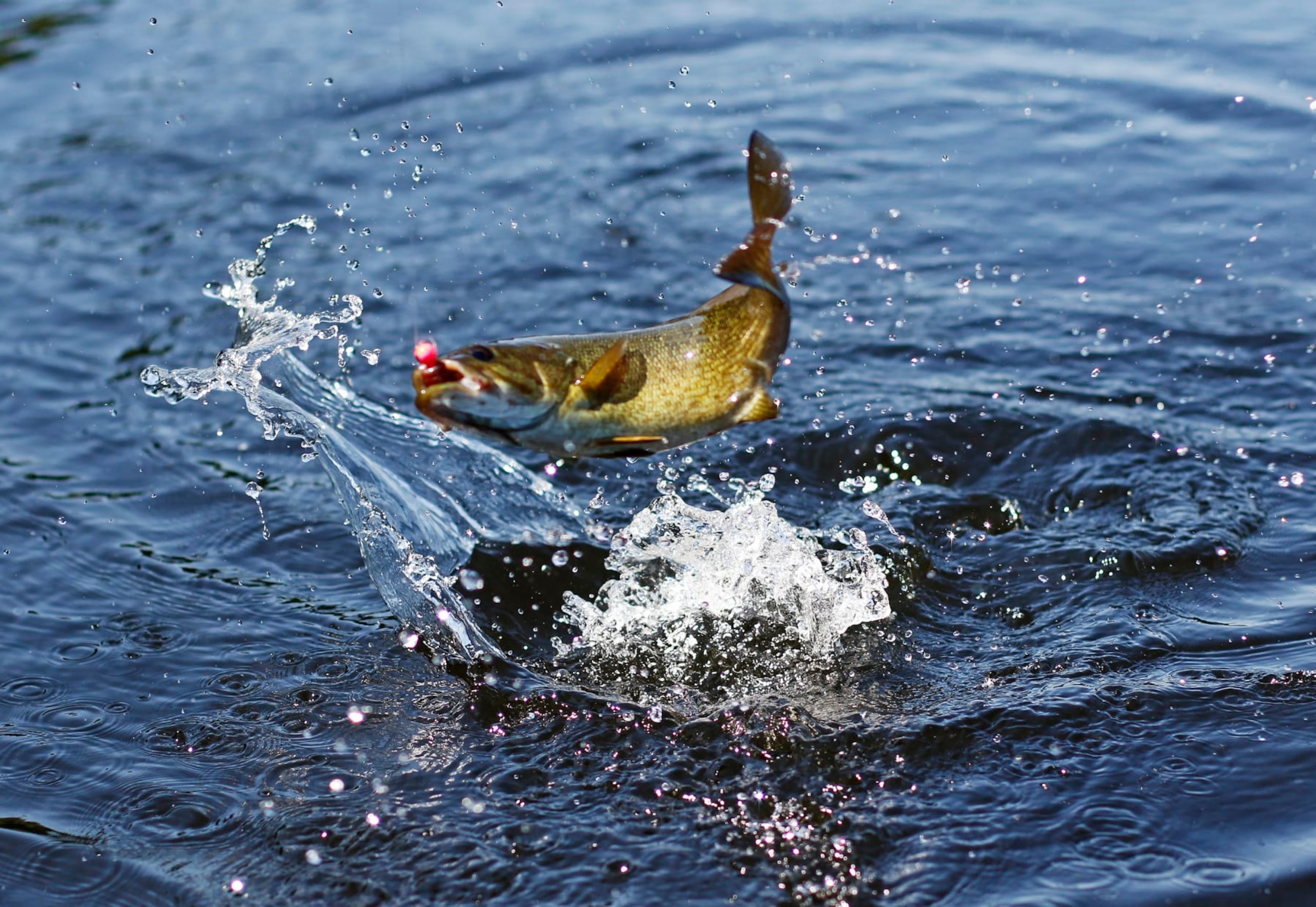 SIDNEY, ME - JULY 9: A smallmouth bass jumps on the line. Scott Davis, Regional Fisheries Biologist, demonstrates how to catch-and-release a fish, without killing it, while fishing for smallmouth bass on the Kennebec River. (Staff photo by Jill Brady/Portland Portland Press Herald via Getty Images) SIDNEY, ME - JULY 9: A smallmouth bass jumps on the line. Scott Davis, Regional Fisheries Biologist, demonstrates how to catch-and-release a fish, without killing it, while fishing for smallmouth bass on the Kennebec River. (Staff photo by Jill Brady/Portland Portland Press Herald via Getty Images)