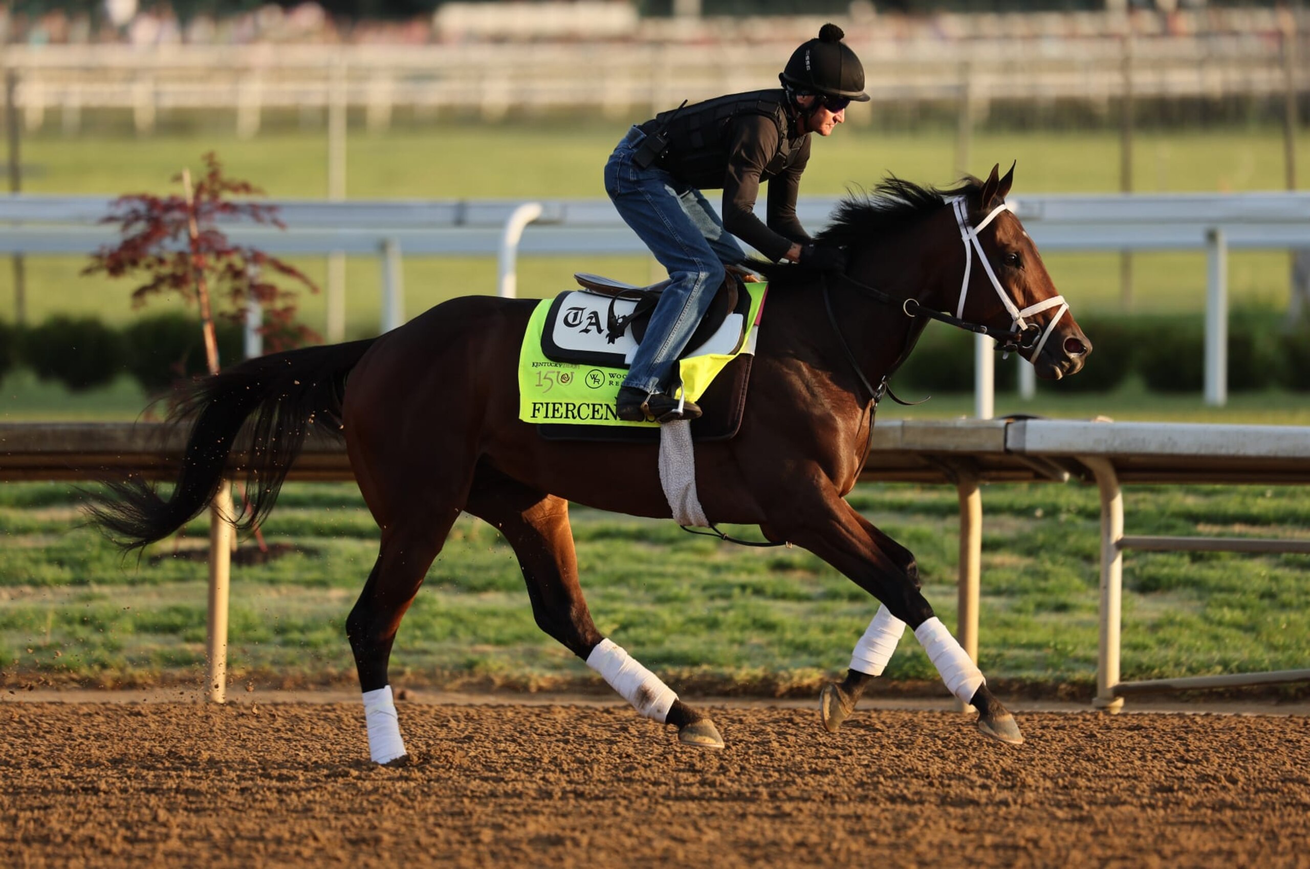 LOUISVILLE, KENTUCKY - MAY 01:  Fierceness runs on the track during the morning training for the Kentucky Derby at Churchill Downs on May 01, 2024 in Louisville, Kentucky.  (Photo by Andy Lyons/Getty Images)