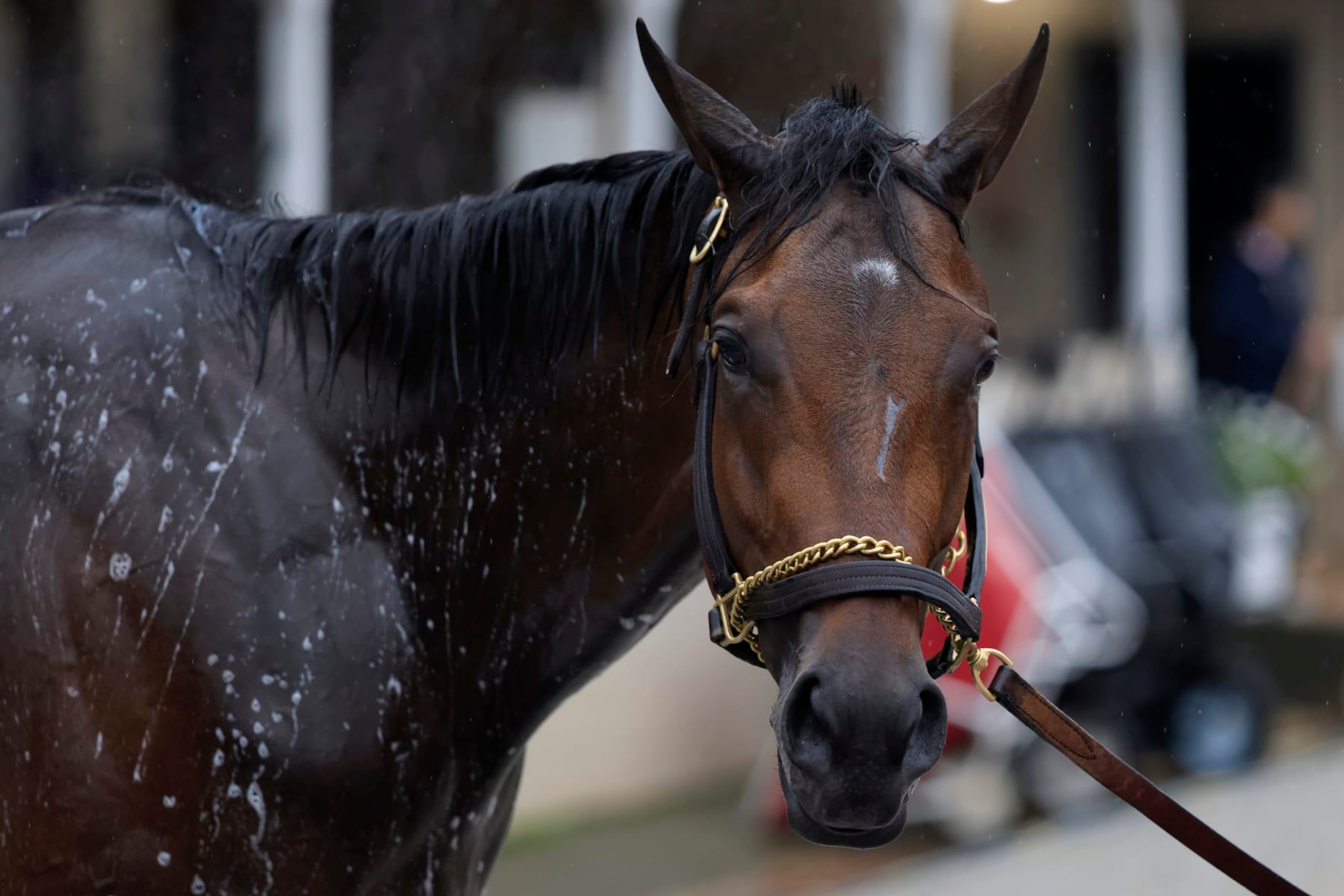 LOUISVILLE, KENTUCKY - MAY 03: Fierceness is washed outside his barn during the morning training for the Kentucky Derby  at Churchill Downs on May 03, 2024 in Louisville, Kentucky.  (Photo by Justin Casterline/2024 Getty Images)