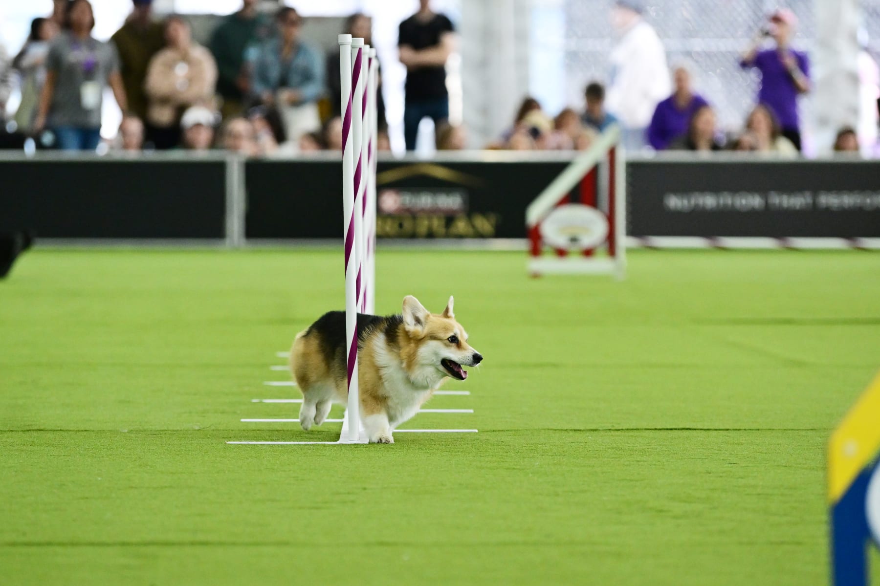 NEW YORK, NEW YORK - MAY 11: Dogs compete during the 148th Annual Westminster Kennel Club Dog Show - Canine Celebration Day on May 11, 2024 in Queens, New York. (Photo by Roy Rochlin/Getty Images for Westminster Kennel Club)