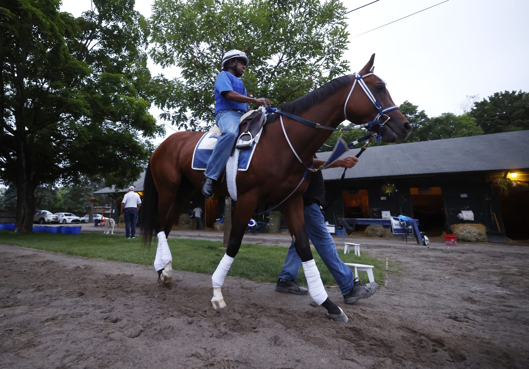 SARATOGA SPRINGS, NEW YORK - JUNE 06:  Kentucky Derby winner Mystik Dan is walked outside his barn before a morning workout prior to the 156th running of the Belmont Stakes at Saratoga Race Course on June 06, 2024 in Saratoga Springs, New York. The race was moved to Saratoga while Belmont Park undergoes renovations.  (Photo by Al Bello/Getty Images)