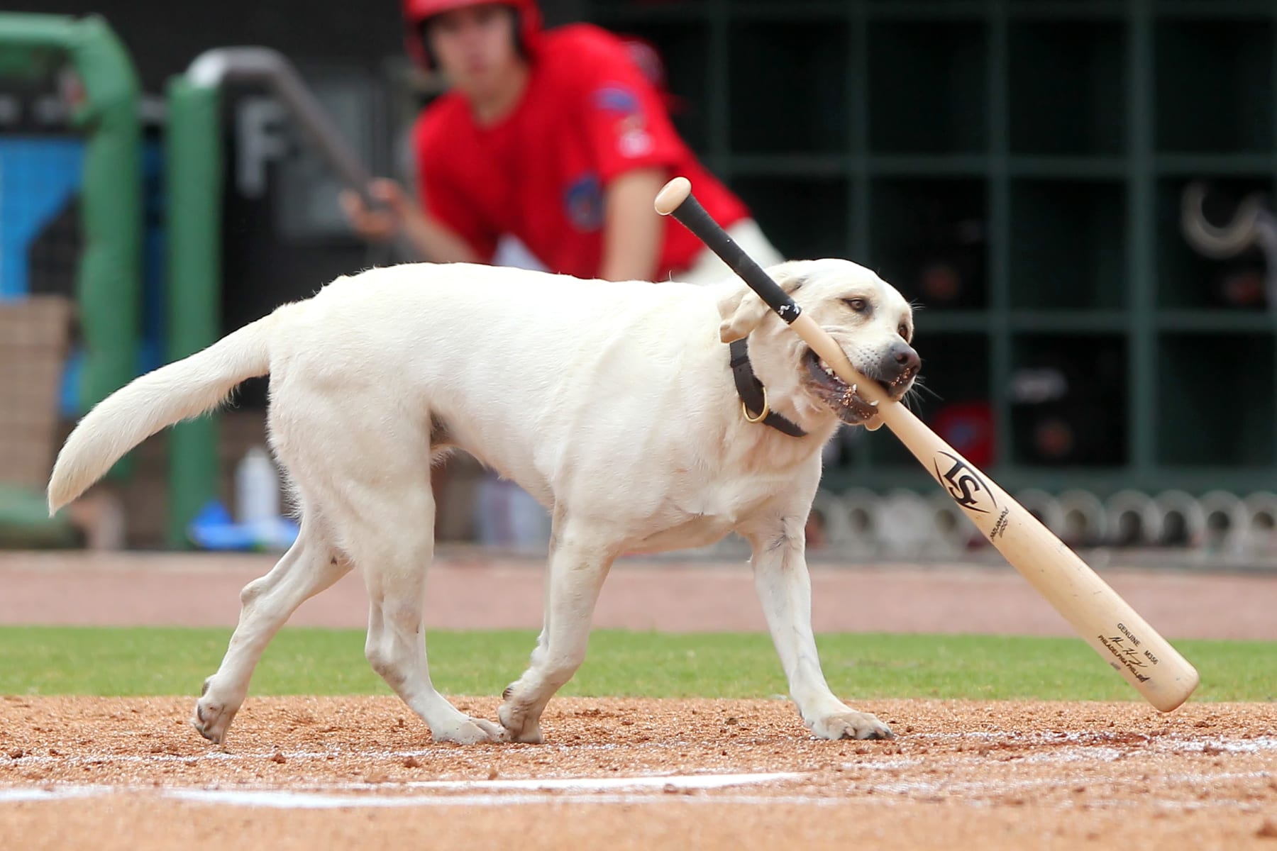 Video: Layla, Bat Dog for Phillies' Single-A Team, Grabs Final Bat Before  Retirement