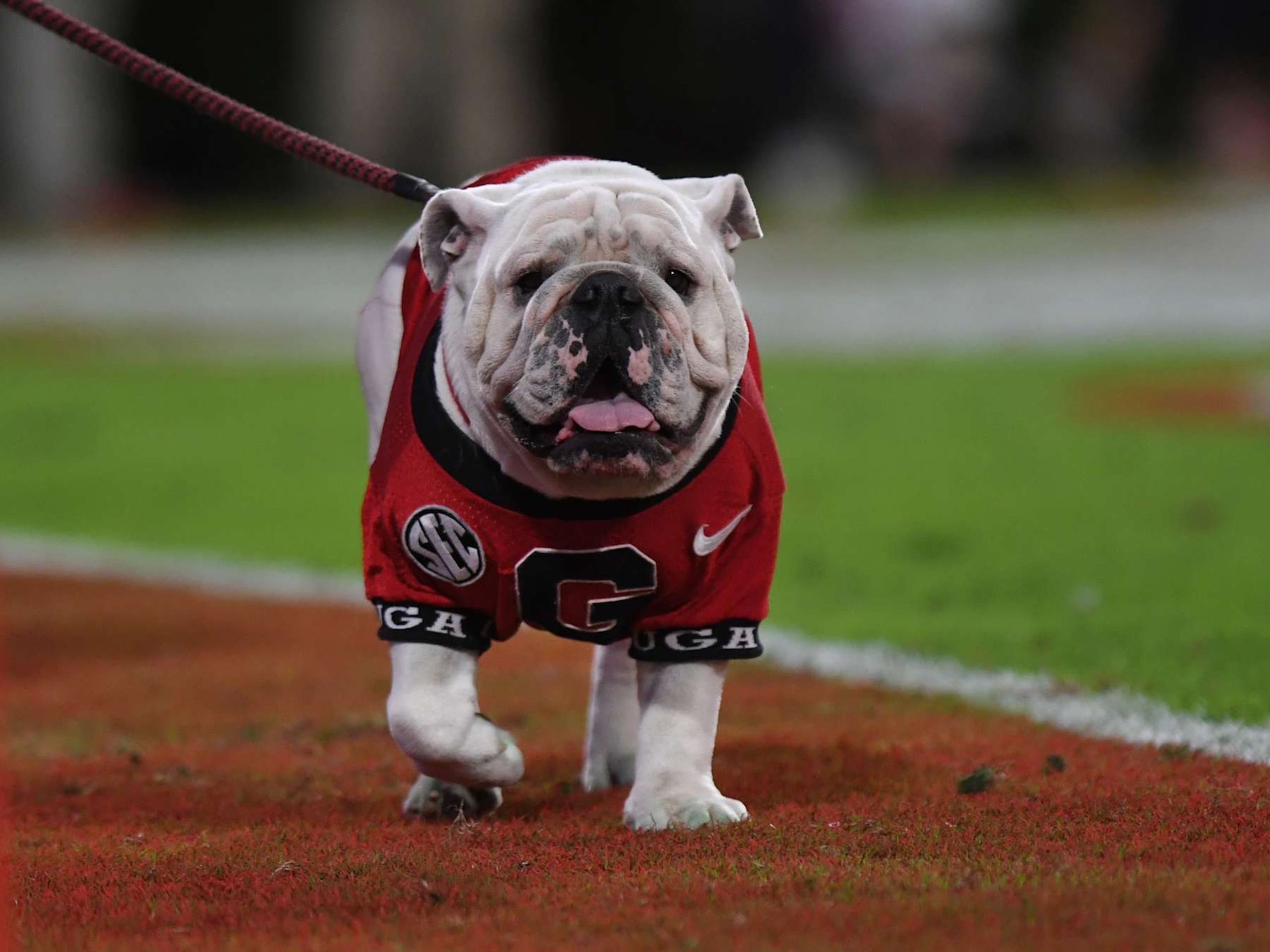 ATHENS, GA - OCTOBER 12: Georgia Bulldogs mascot Ugh XI looks on during the college football game between the Mississippi State Bulldogs and the Georgia Bulldogs on October 12, 2024, at Sanford Stadium in Athens, GA. (Photo by Jeffrey Vest/Icon Sportswire via Getty Images) ATHENS, GA - OCTOBER 12: Georgia Bulldogs mascot Ugh XI looks on during the college football game between the Mississippi State Bulldogs and the Georgia Bulldogs on October 12, 2024, at Sanford Stadium in Athens, GA. (Photo by Jeffrey Vest/Icon Sportswire via Getty Images)