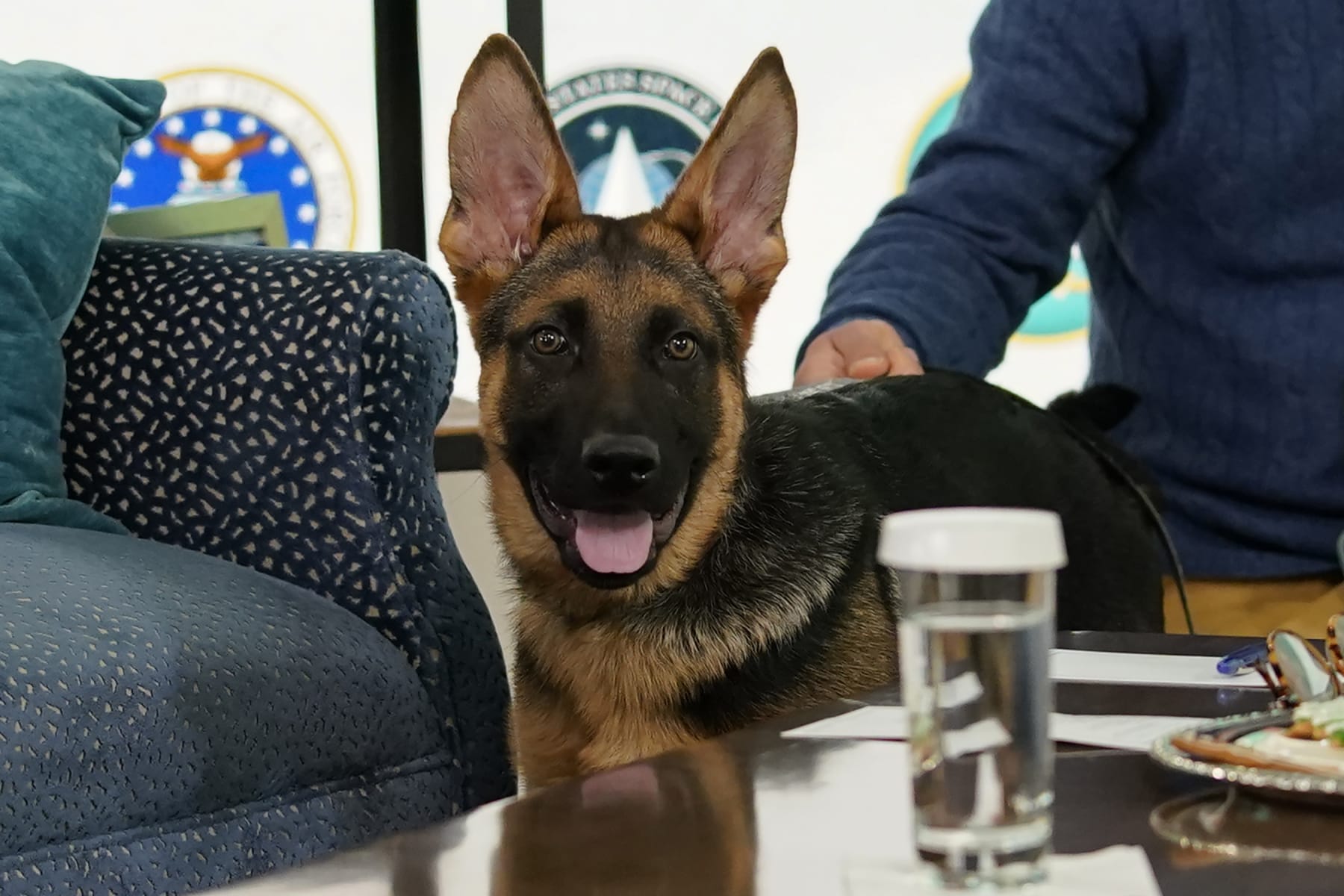FILE - President Joe Biden, and first lady Jill Biden's new dog Commander, a purebred German shepherd puppy, arrives to meet virtually with service members around the world, Dec. 25, 2021, in the South Court Auditorium on the White House campus in Washington. Commander will make his TV debut on Super Bowl Sunday. The German shepherd and Jill Biden will appear in a commercial airing before the broadcast of “Puppy Bowl XVIII.” (AP Photo/Carolyn Kaster, File)
