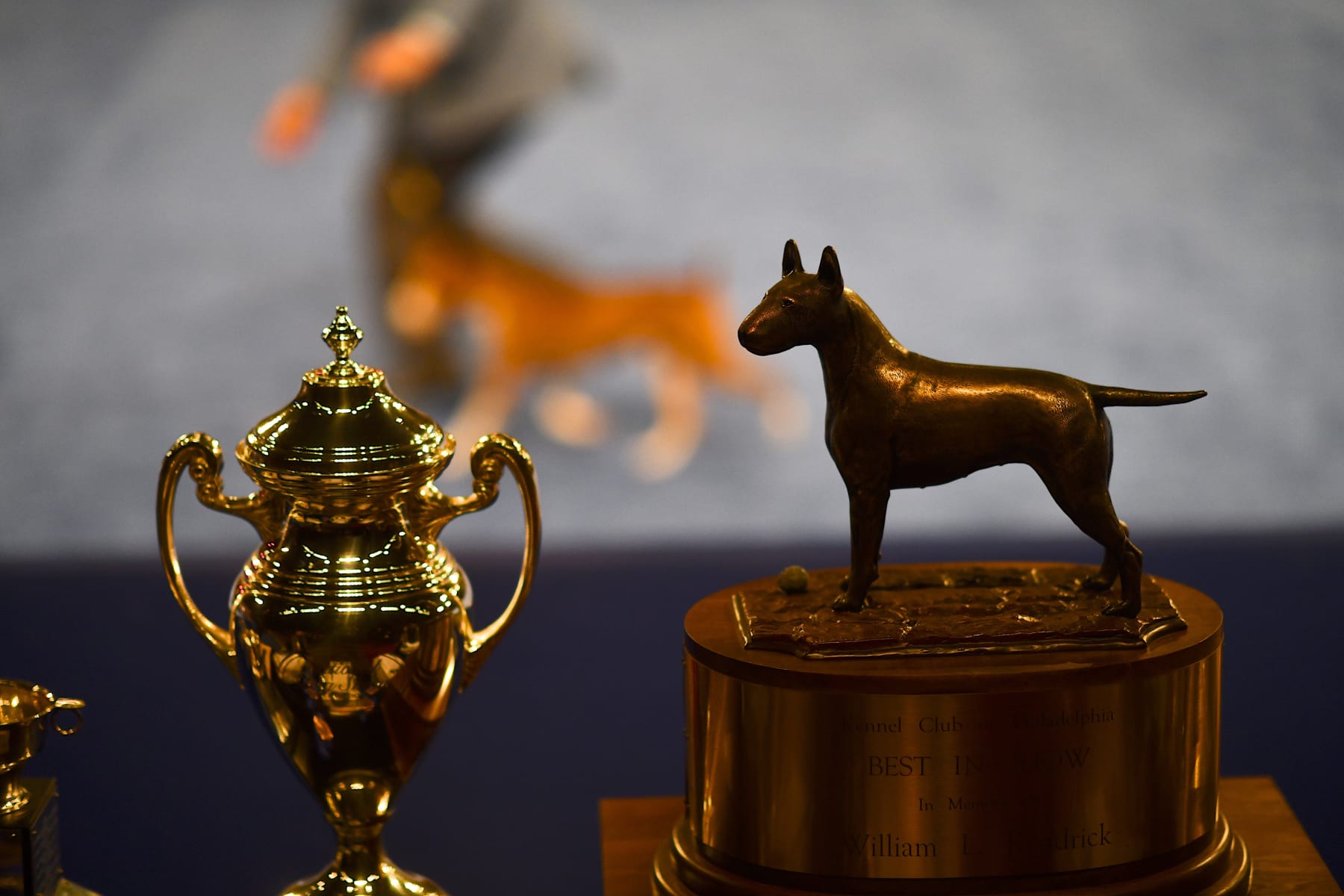 OAKS, PA - NOVEMBER 16:  The Best in Show trophy is positioned ring side as dogs compete during the National Dog Show held at the Greater Philadelphia Expo Center on November 16, 2019 in Oaks, Pennsylvania.  Featuring over 2,000 dog entrants across 200 breeds, the National Dog Show, now it its 18th year, is televised on NBC directly after the Macy's Thanksgiving Day parade and has a viewership of 20 million.  (Photo by Mark Makela/Getty Images)