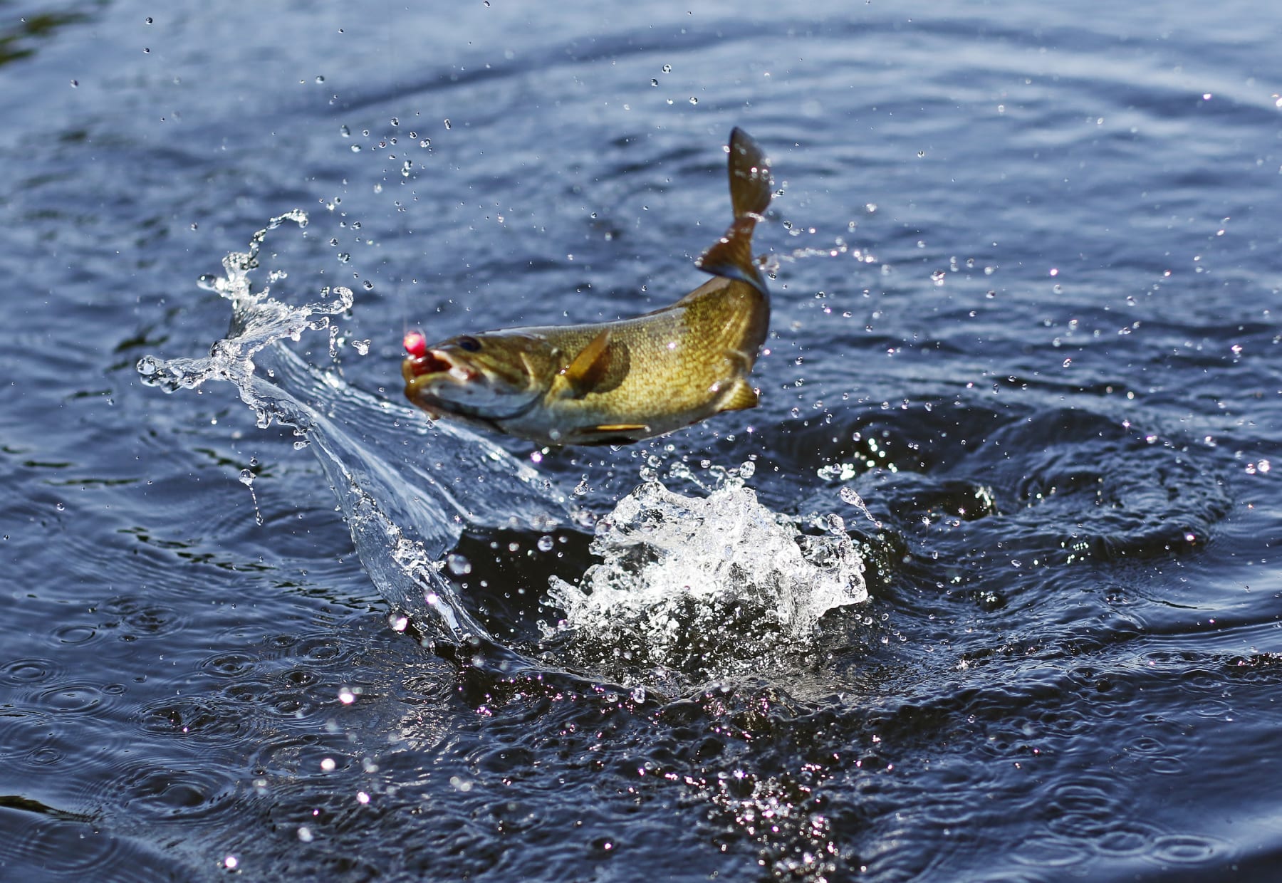 SIDNEY, ME - JULY 9: A smallmouth bass jumps on the line. Scott Davis, Regional Fisheries Biologist, demonstrates how to catch-and-release a fish, without killing it, while fishing for smallmouth bass on the Kennebec River.  (Staff photo by Jill Brady/Portland Portland Press Herald via Getty Images)