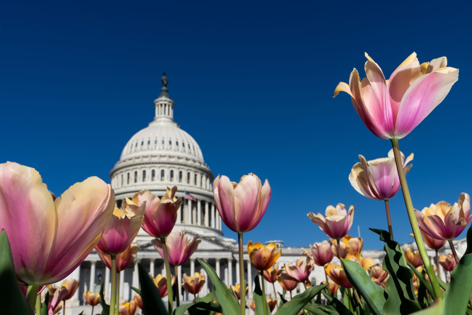 U.S. Capitol 
