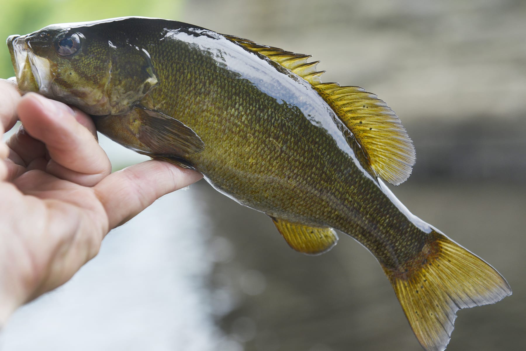 LEWISTON, ME - JUNE 24: Registered Maine Guide Macauley Lord and his friend Mike Kolster fish for smallmouth bass from float tubes in the Androscoggin River in Lewiston, Maine. Many of the smallmouth bass are not large but put up a good fight on light fly rods. (Photo by John Ewing/Portland Portland Press Herald via Getty Images)