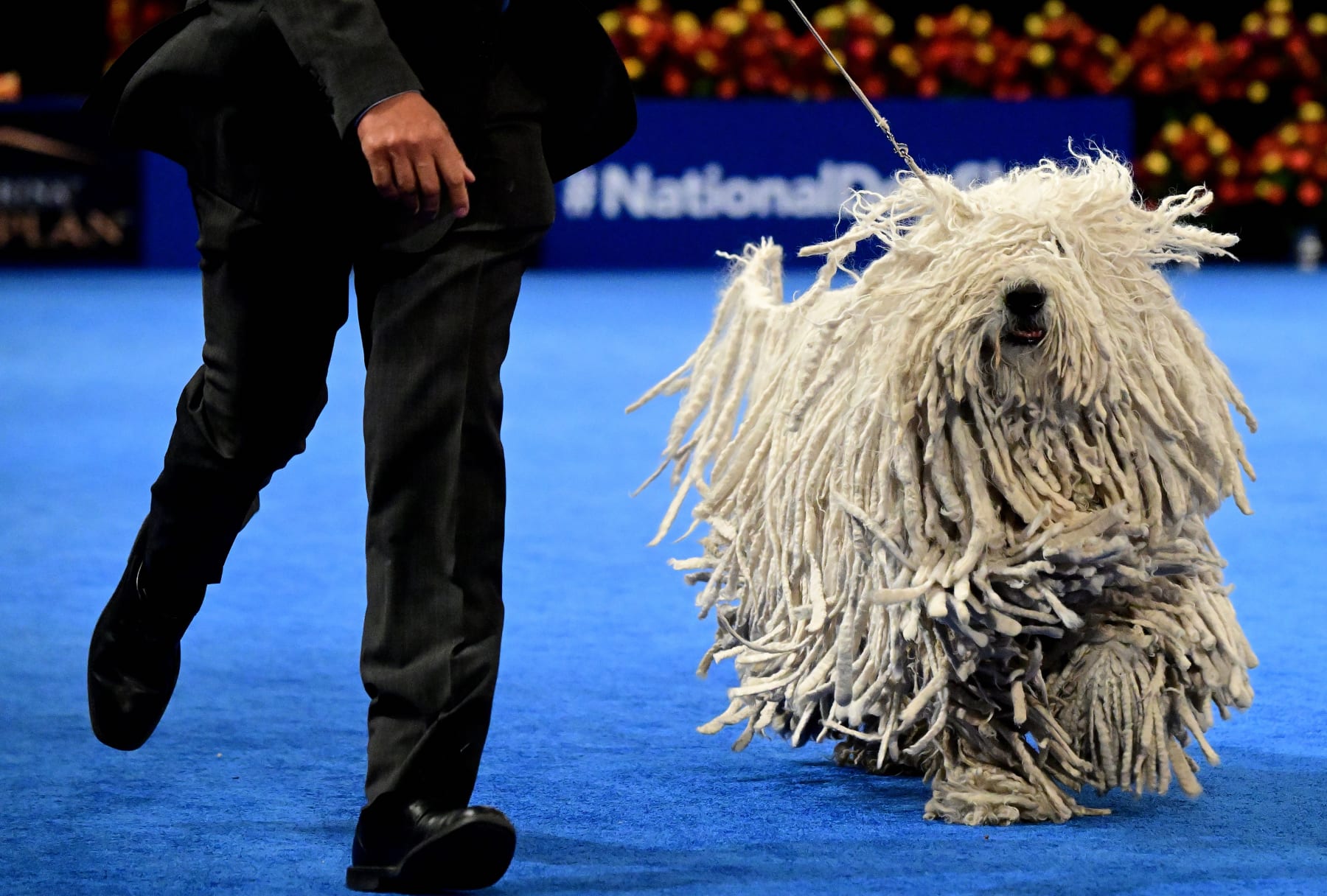 OAKS, PA - NOVEMBER 19:  A Komondor competes during the working group at the National Dog Show on November 19, 2022 in Oaks, Pennsylvania. Nearly 2,000 dogs across 200 breeds are competing in the country's most watched dog show, with 20 million spectators, televised on NBC directly after the Macy's Thanksgiving Day Parade.  (Photo by Mark Makela/Getty Images)