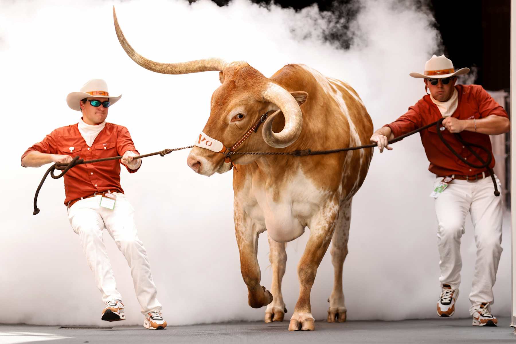 AUSTIN, TEXAS - SEPTEMBER 14: Bevo XV enters the stadium befor the game between the Texas Longhorns and the UTSA Roadrunners at Darrell K Royal-Texas Memorial Stadium on September 14, 2024 in Austin, Texas. (Photo by Tim Warner/Getty Images)