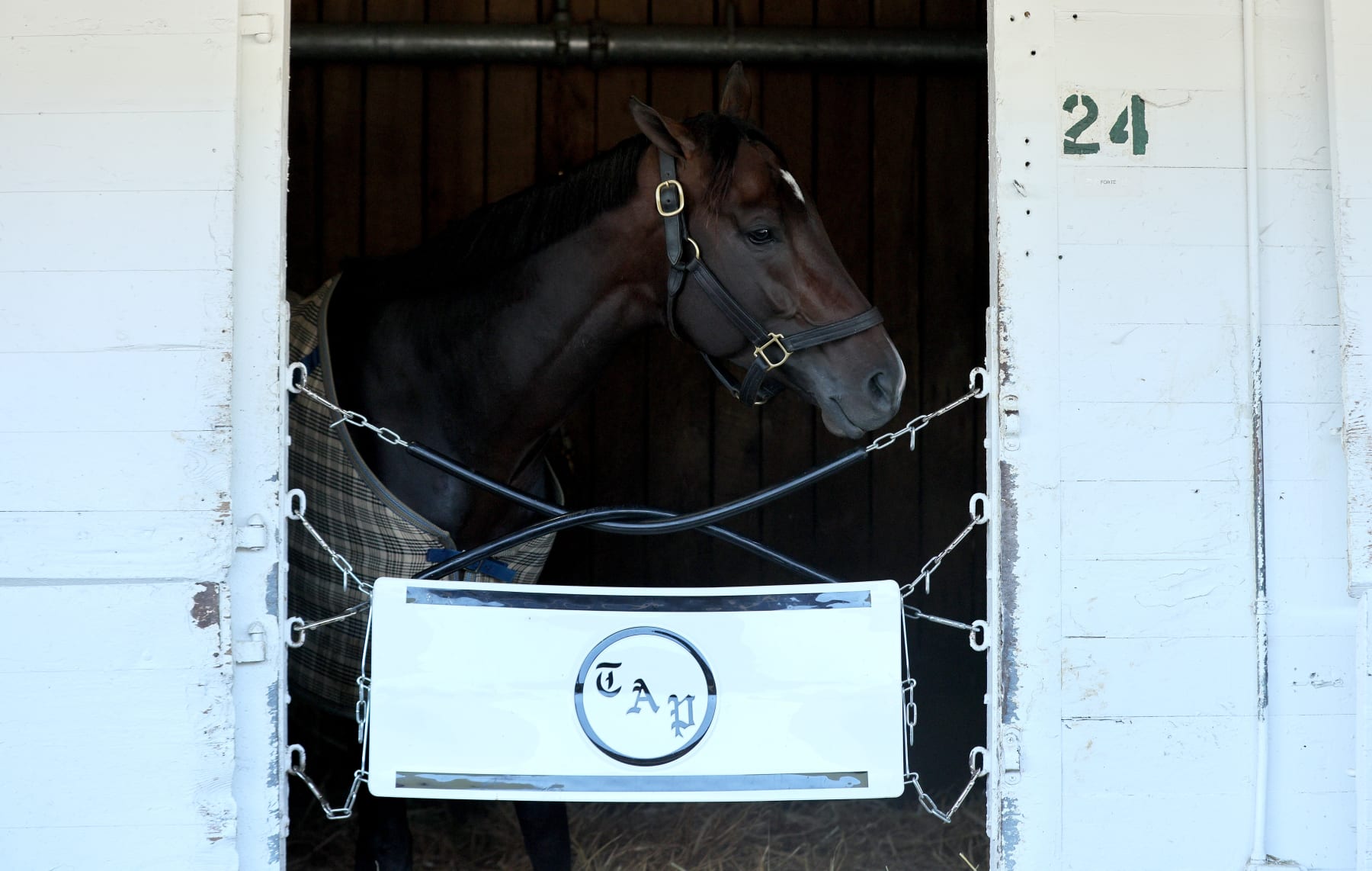 LOUISVILLE, KENTUCKY - MAY 03: Forte in his stall after running on the track during the morning training for the Kentucky Derby at Churchill Downs on May 03, 2023 in Louisville, Kentucky. (Photo by Andy Lyons/Getty Images)
