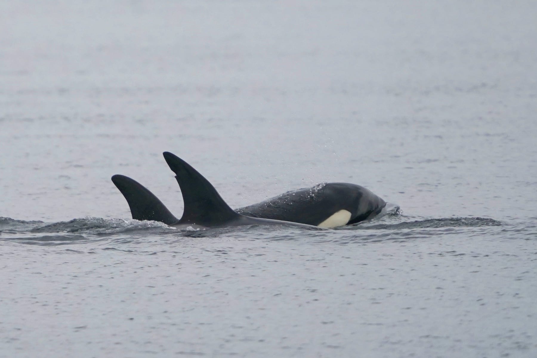 Two Bigg's killer whales swim together as seen from a Pacific Whale Watch Association vessel on May 4, 2022, near Whidbey Island in Washington state. (AP Photo/Ted S. Warren)