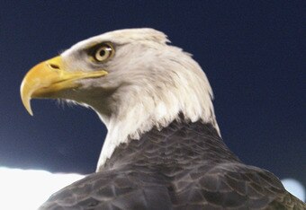 BRONX, NY - SEPTEMBER 11:  A view of a bald eagle taken during the game to commemorate the anniversary of 9/11 between the New York Yankees and the Baltiomore Orioles on September 11, 2002 at Yankee Stadium in the Bronx, New York. The Yankees defeated the