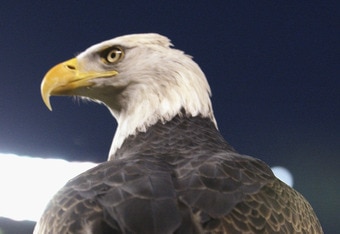 BRONX, NY - SEPTEMBER 11:  A view of a bald eagle taken during the game to commemorate the anniversary of 9/11 between the New York Yankees and the Baltiomore Orioles on September 11, 2002 at Yankee Stadium in the Bronx, New York. The Yankees defeated the