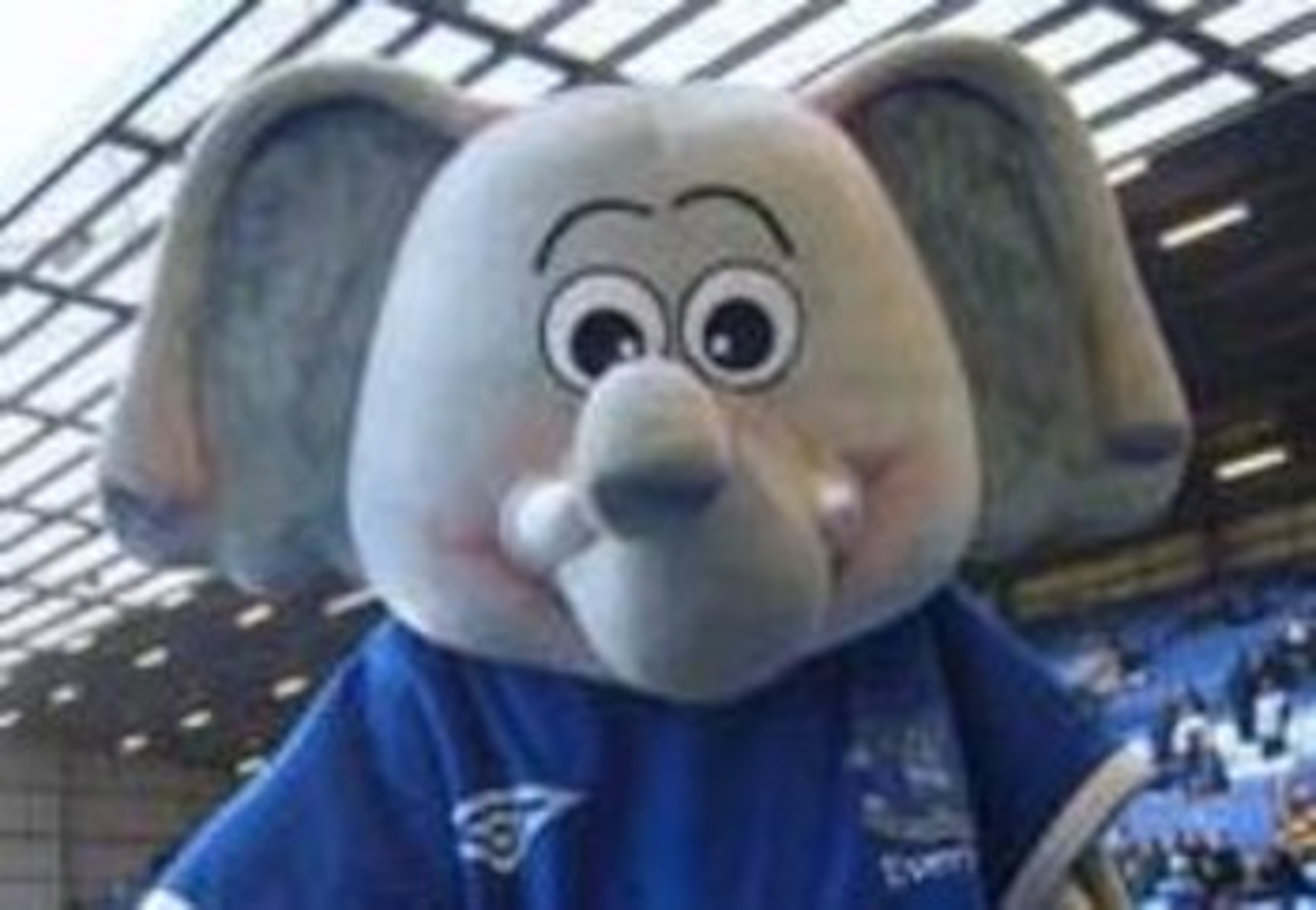 Chang the Elephant