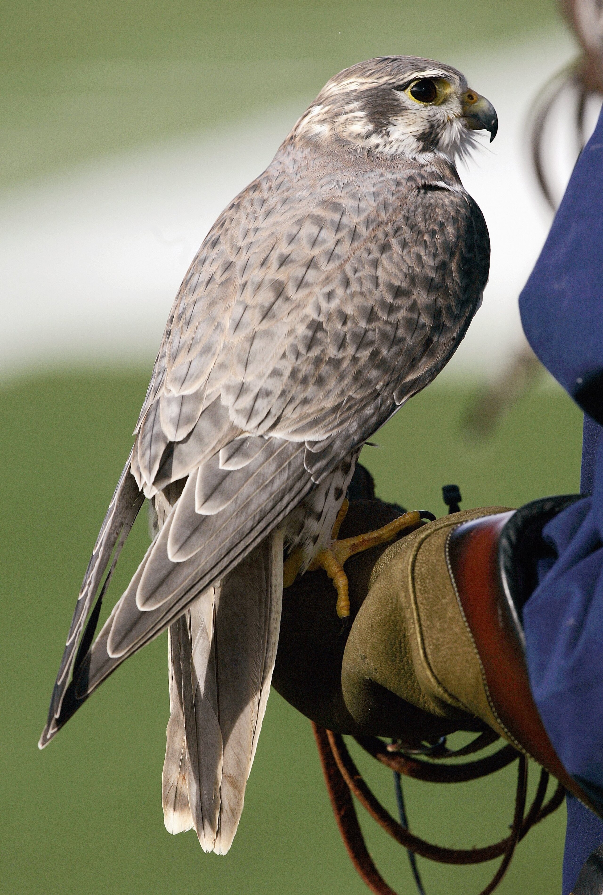 AIR FORCE ACADEMY, CO - NOVEMBER 11: A mascot Falcon of the Air Force Falcons sits on the trainers arm during the game against of the Notre Dame Fighting Irish on November 11, 2006 at Falcon Stadium on the Air Force Academy near Colorado Springs, Colorad AIR FORCE ACADEMY, CO - NOVEMBER 11: A mascot Falcon of the Air Force Falcons sits on the trainers arm during the game against of the Notre Dame Fighting Irish on November 11, 2006 at Falcon Stadium on the Air Force Academy near Colorado Springs, Colorad