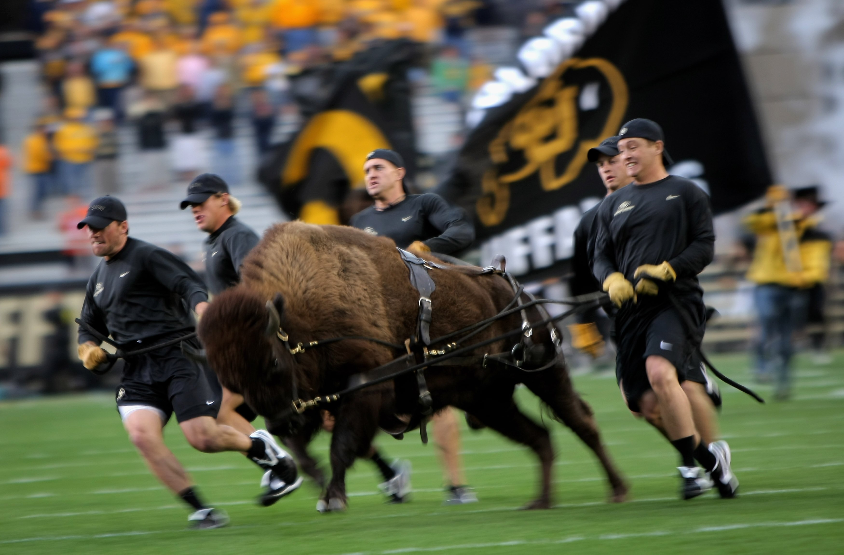 BOULDER, CO - SEPTEMBER 18:  Ralphie V, the Buffalo mascot of the Colorado Buffaloes, made her debut as the team came onto the field to face the West Virginia Mountaineers at Folsom Field on September 18, 2008 in Boulder, Colorado. Colorado defeated West 