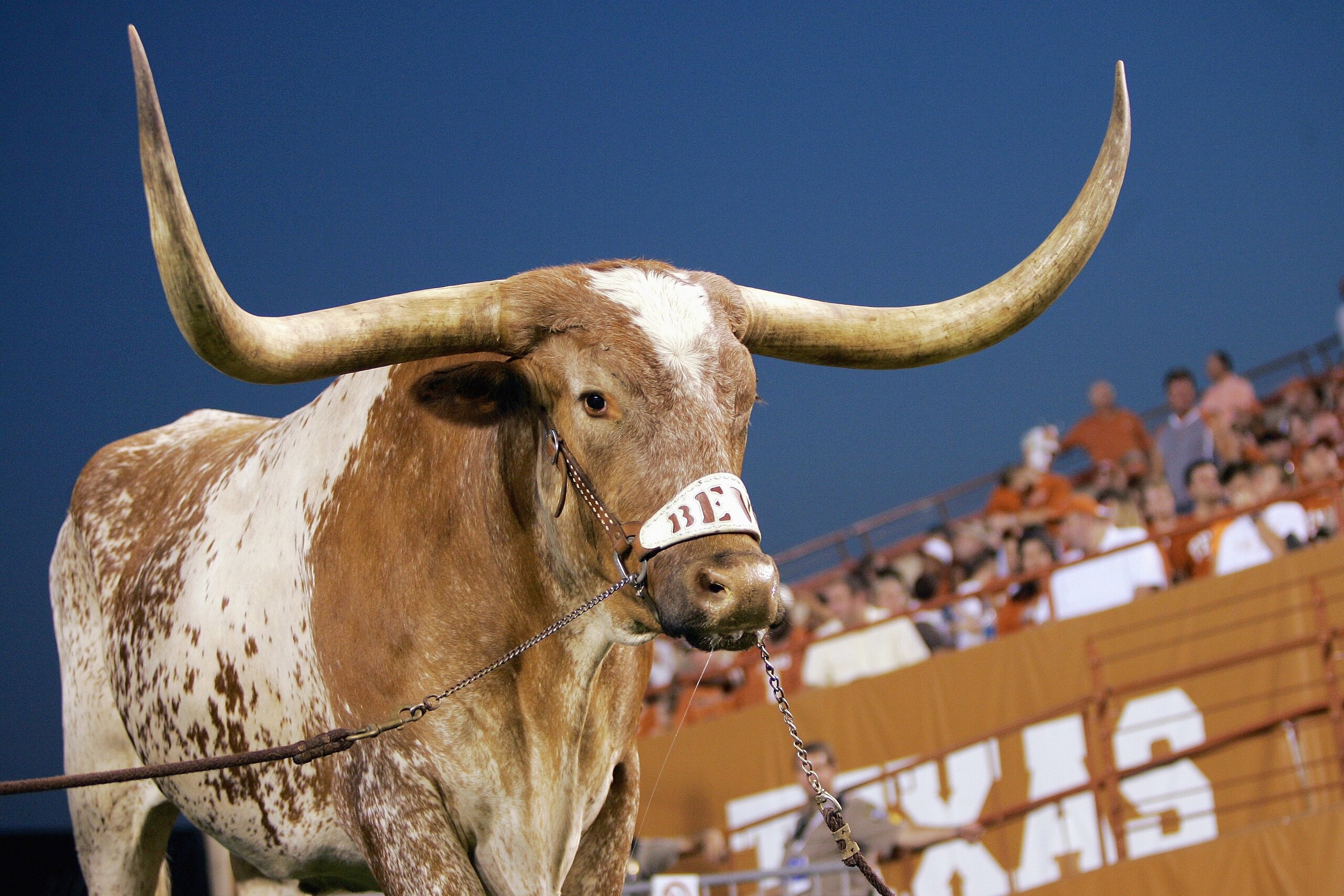 AUSTIN, TX - SEPTEMBER 22: Bevo, mascot of the Texas Longhorns, stands in the corner off the endzone against the Rice Owls on September 22, 2007 at Darrell K Royal-Texas Memorial Stadium in Austin, Texas. (Photo by Brian Bahr/Getty Images) AUSTIN, TX - SEPTEMBER 22: Bevo, mascot of the Texas Longhorns, stands in the corner off the endzone against the Rice Owls on September 22, 2007 at Darrell K Royal-Texas Memorial Stadium in Austin, Texas. (Photo by Brian Bahr/Getty Images)