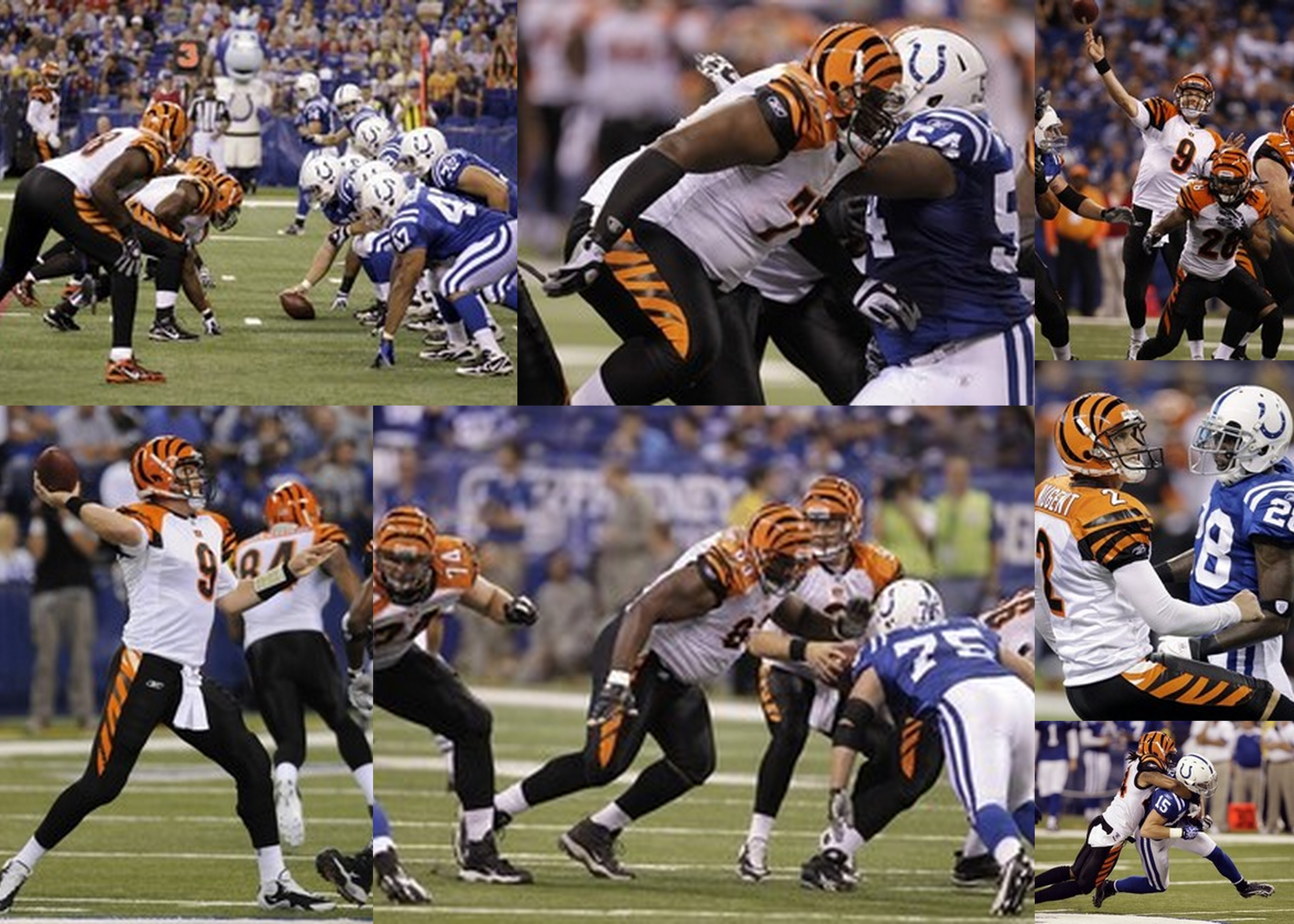 Bengals Colt Sept 2nd 2010 Bengals Colt Sept 2nd 2010